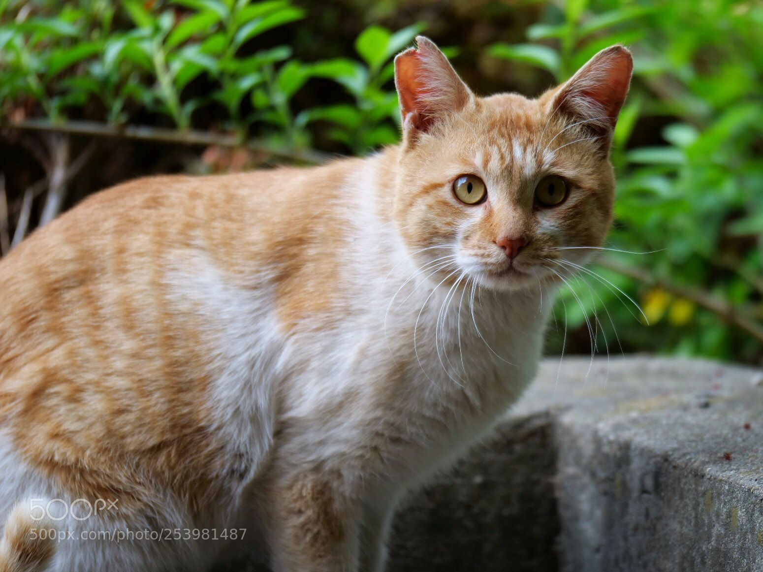 Panasonic Lumix DC-G9 sample photo. 도서관 아래를 지나가던 고양이 photography
