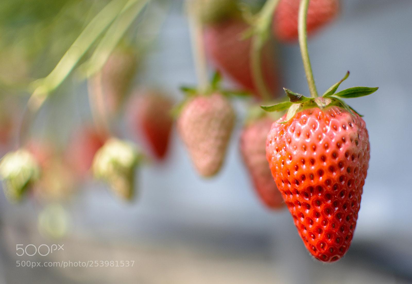 Nikon D5200 sample photo. Strwberries photography