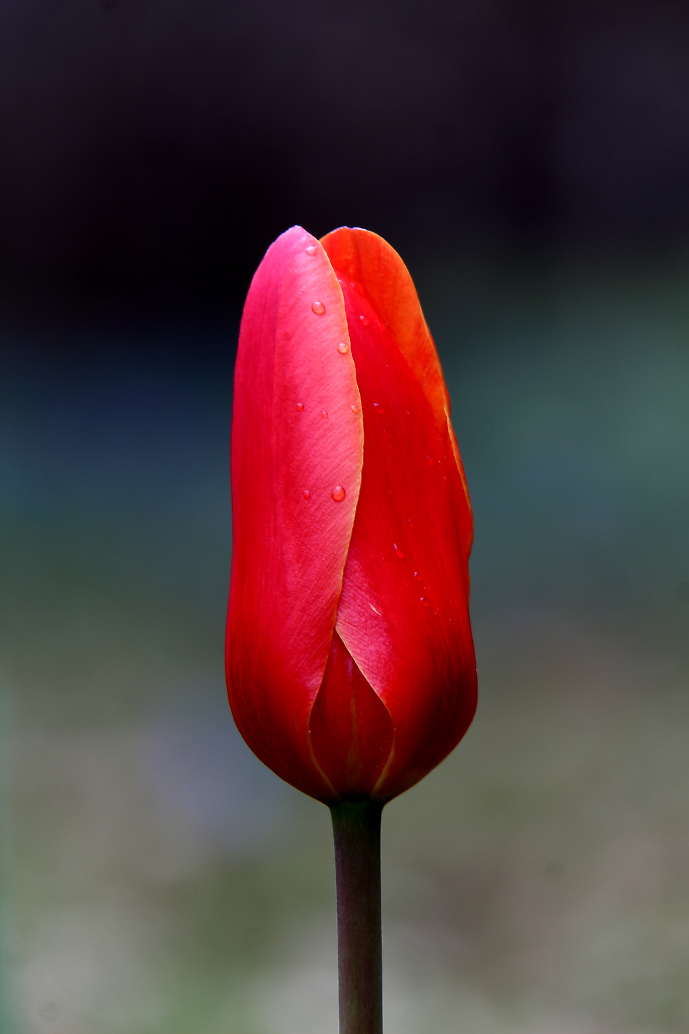 Canon EF-S 18-200mm F3.5-5.6 IS sample photo. Tulip photography