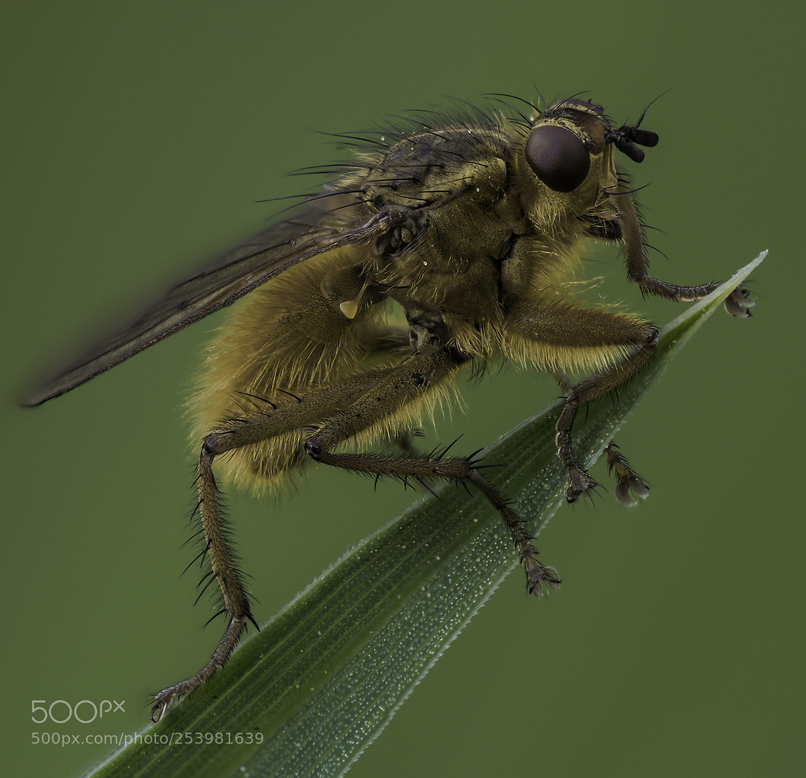 Olympus OM-D E-M1 Mark II sample photo. Scathophaga stercoraria #2 photography