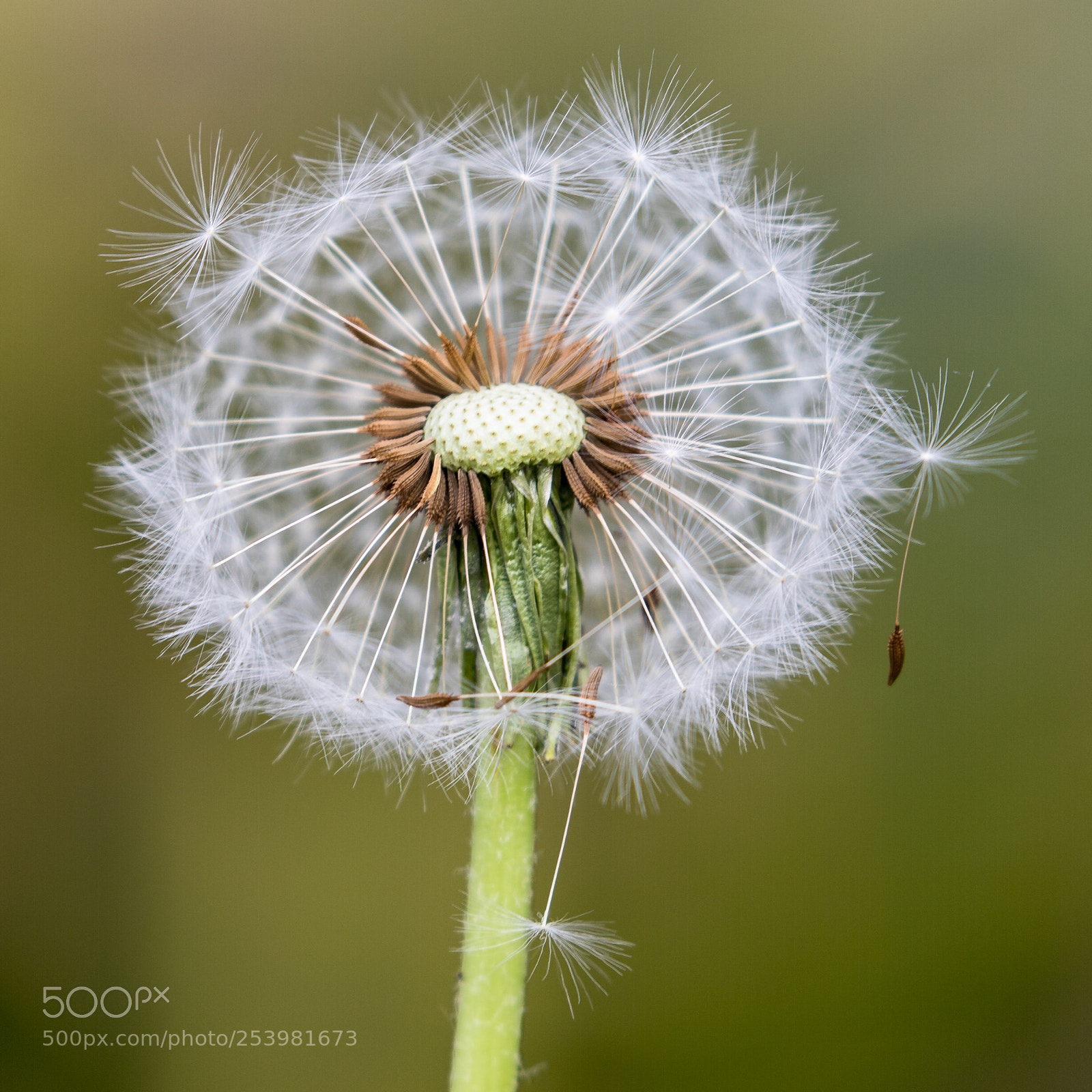 Canon EOS 6D Mark II sample photo. Pissenlit photography