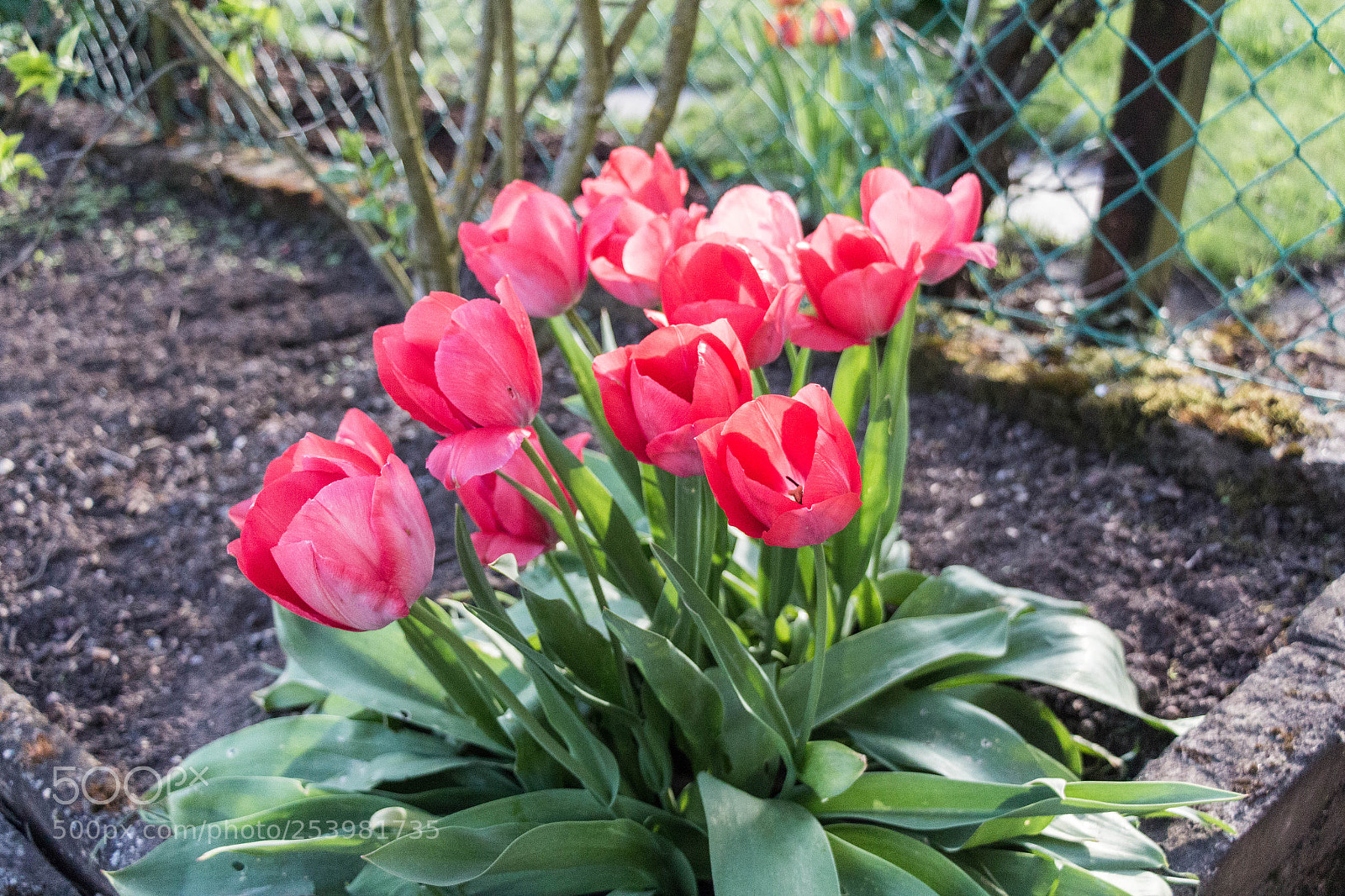 Canon EOS 650D (EOS Rebel T4i / EOS Kiss X6i) sample photo. Tulpe 1 photography
