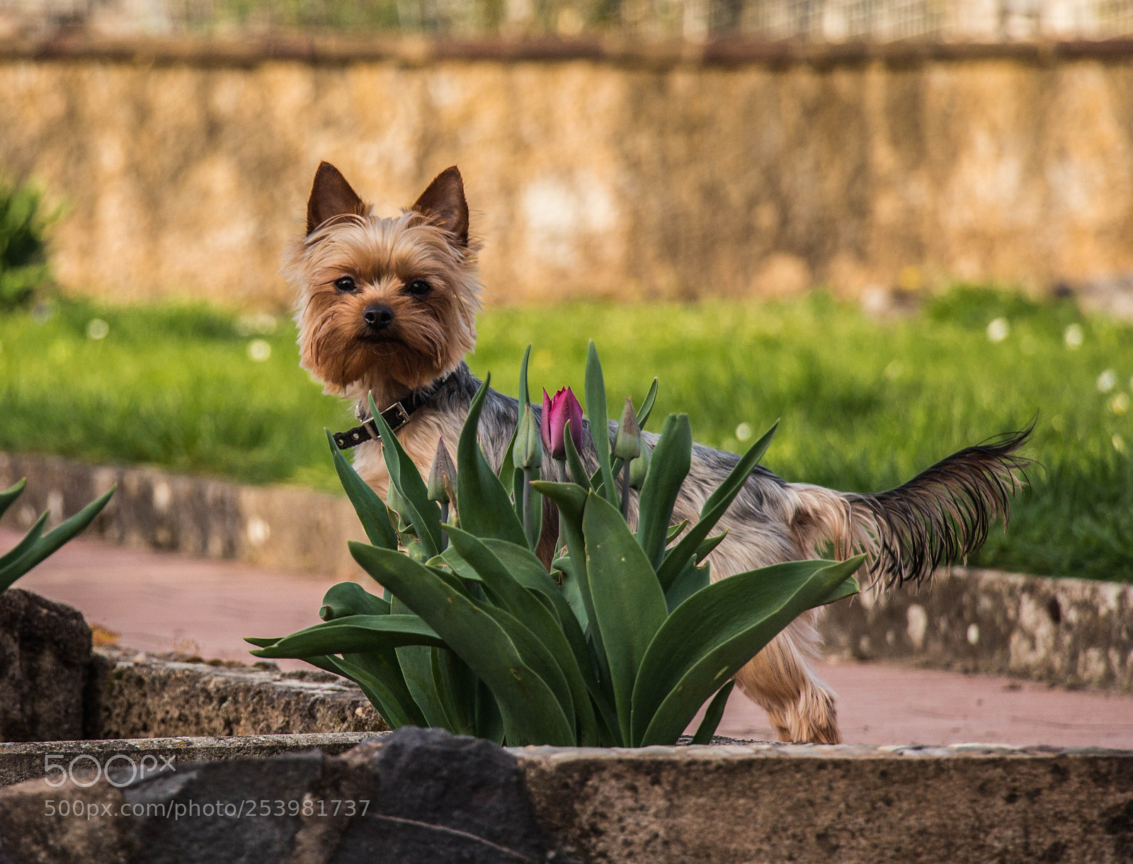 Canon EOS 650D (EOS Rebel T4i / EOS Kiss X6i) sample photo. Teddy 1 photography