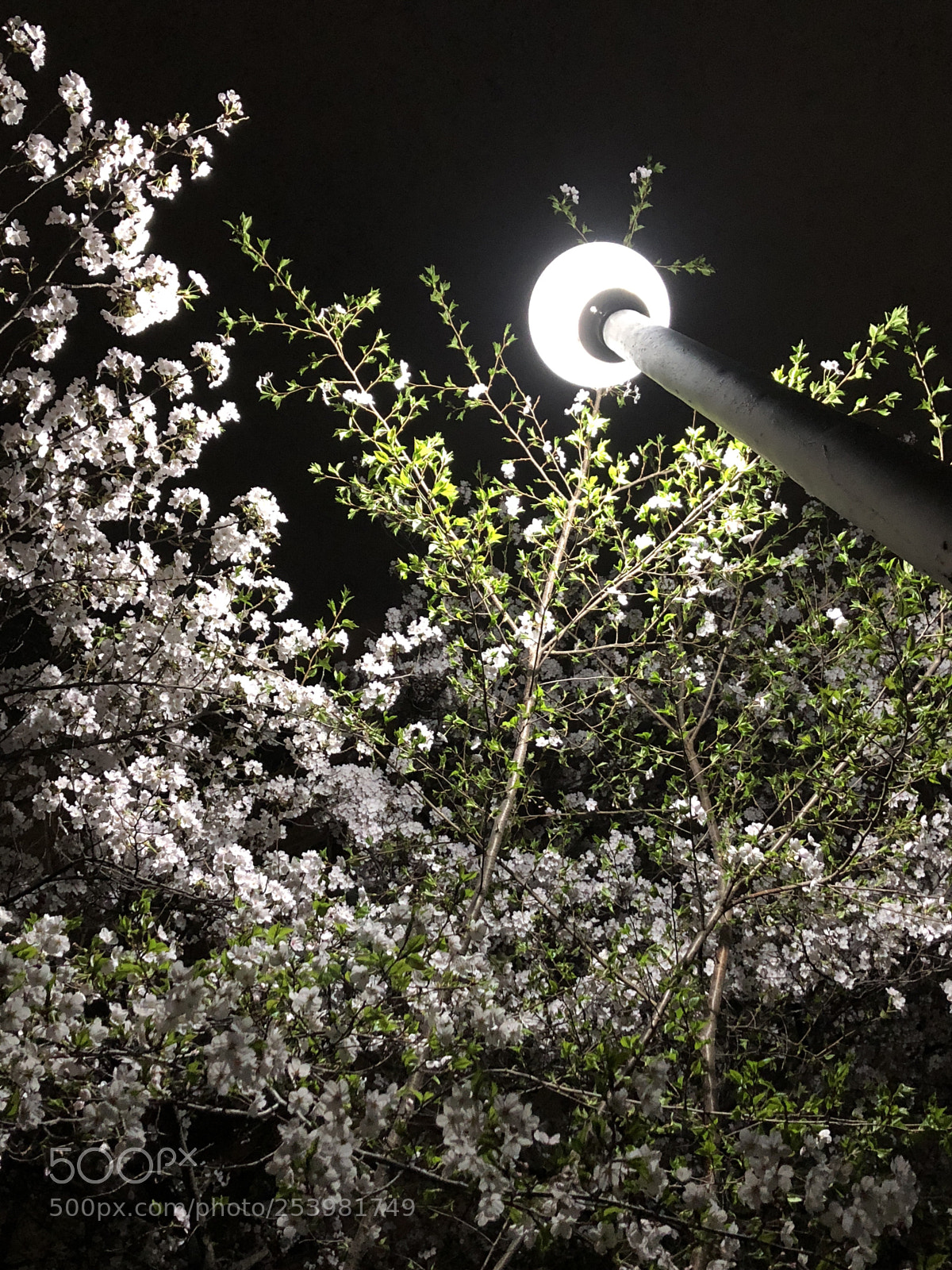 Apple iPhone 8 sample photo. Cherry blossoms at night photography