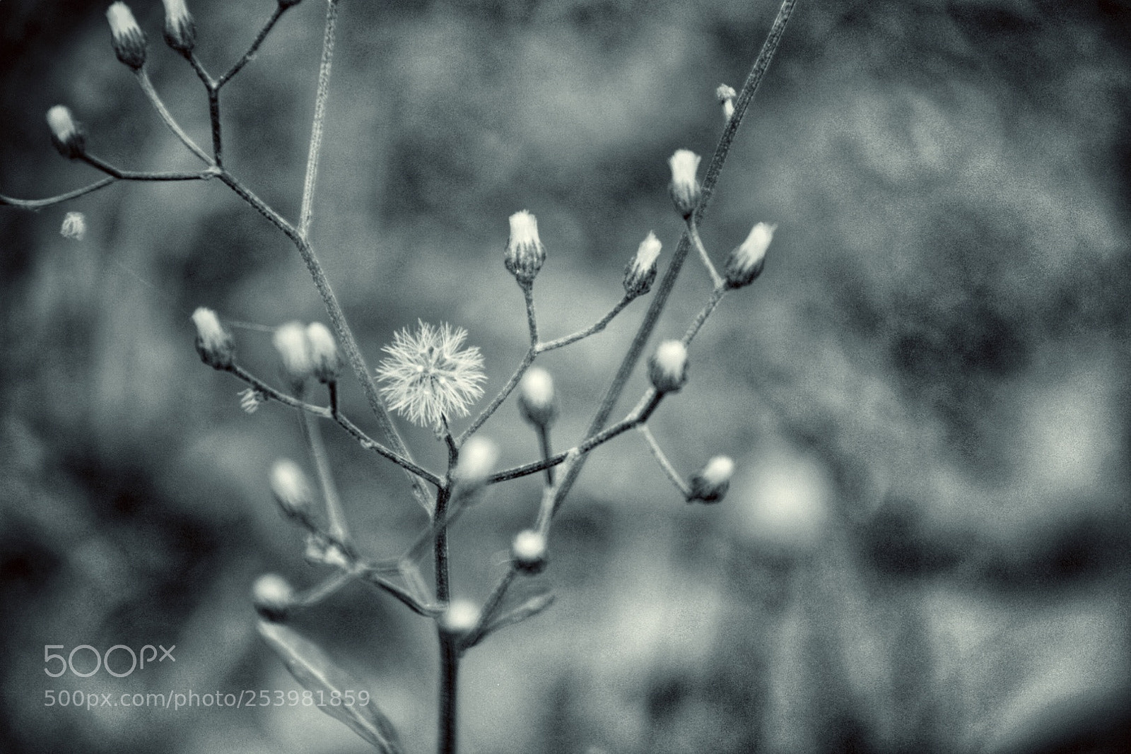 Nikon D5300 sample photo. Iron weed photography