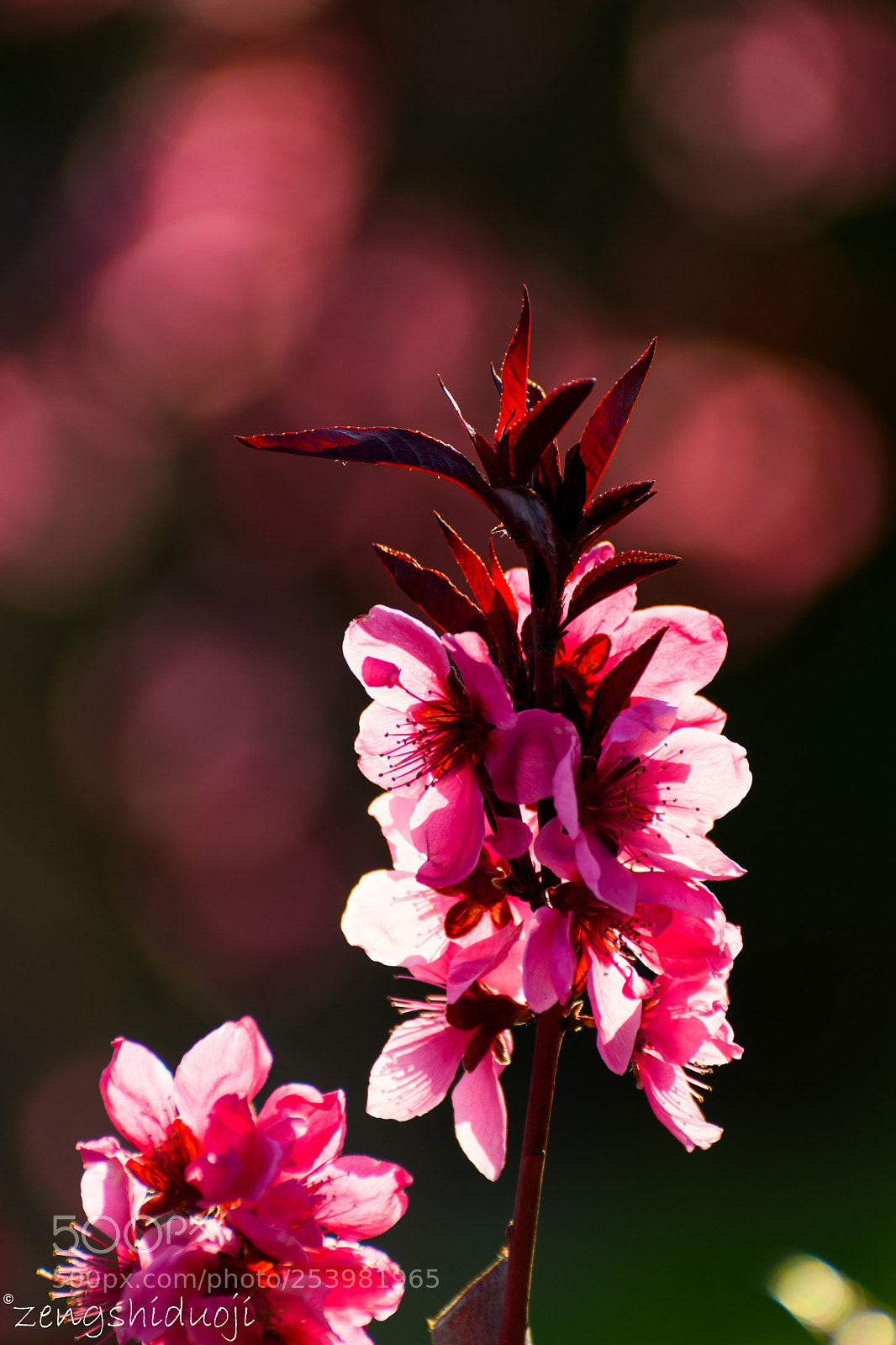 Nikon D500 sample photo. 绽放 photography