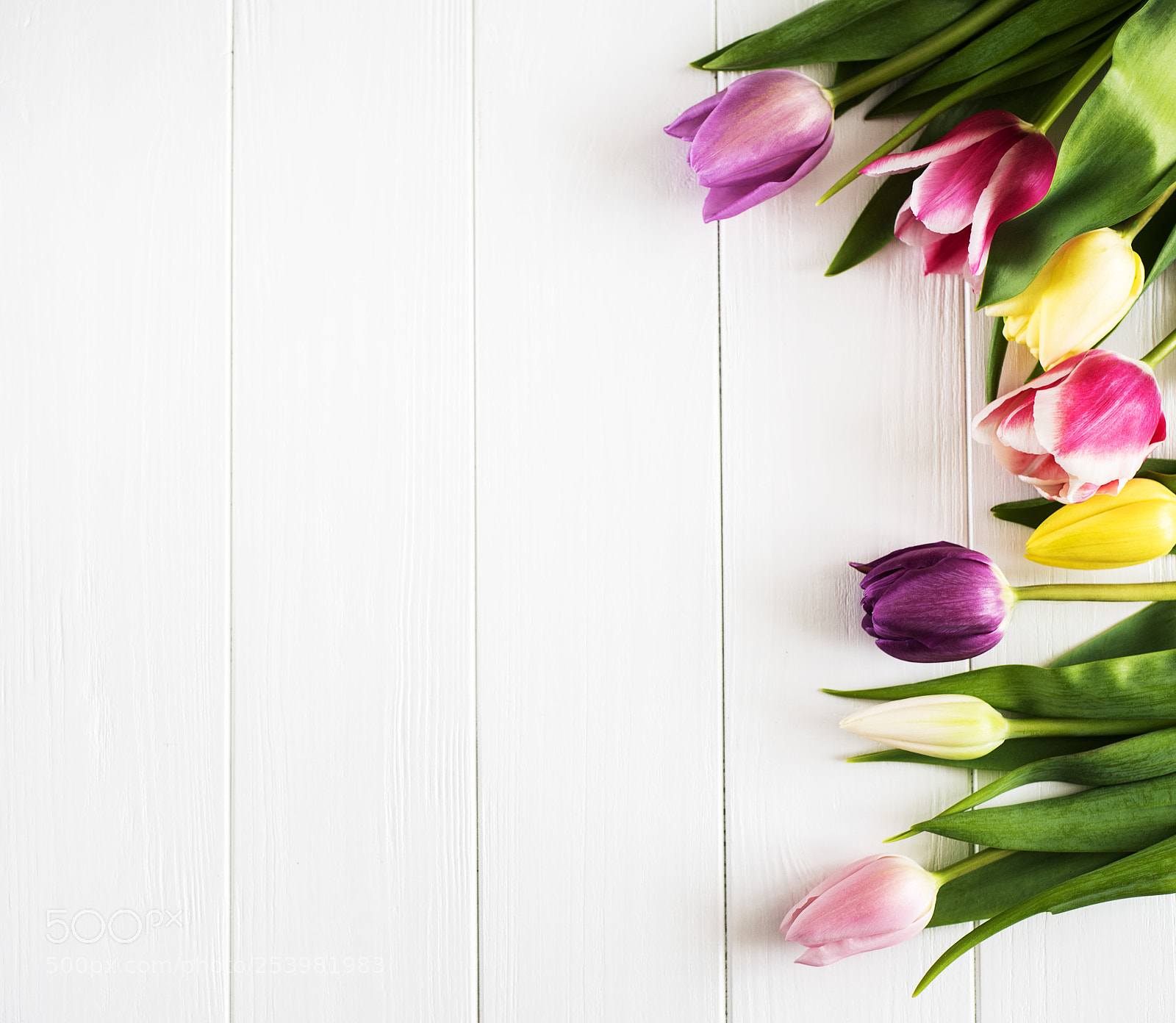 Nikon D750 sample photo. Spring tulips flowers photography