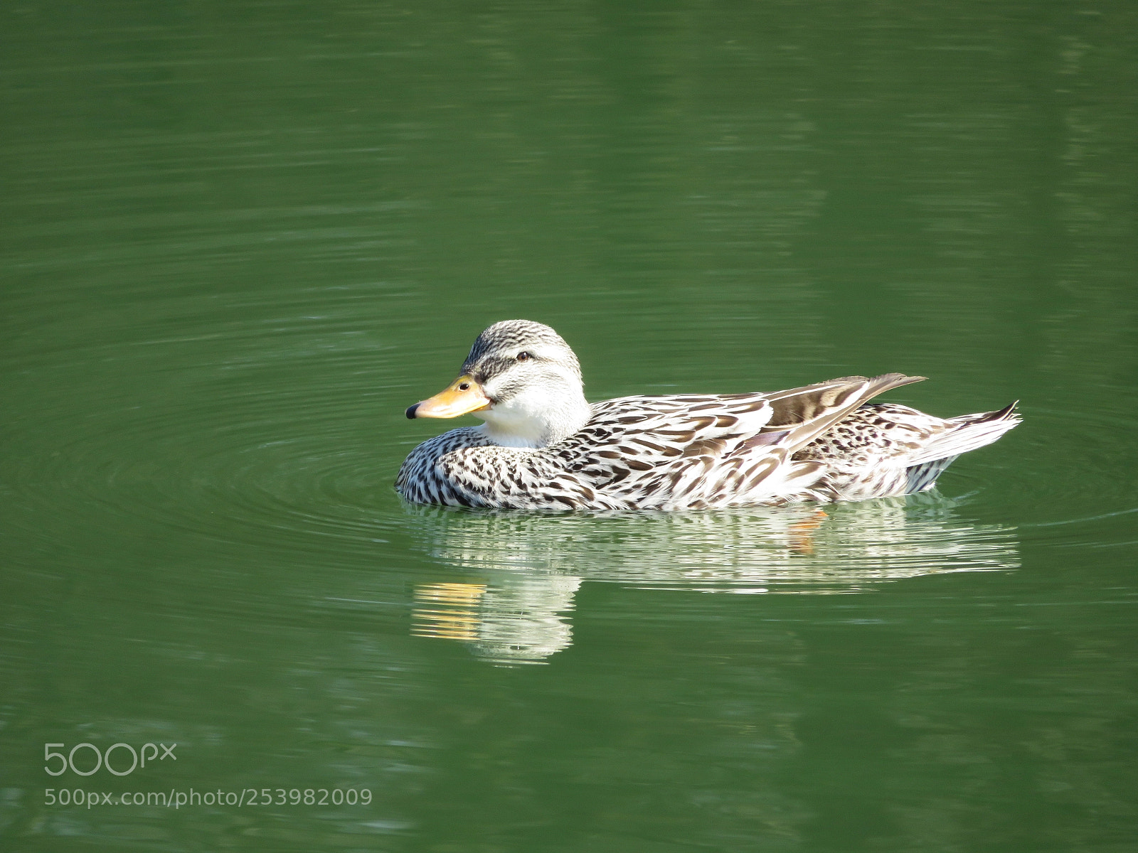 Canon PowerShot SX720 HS sample photo. Sunny pond photography