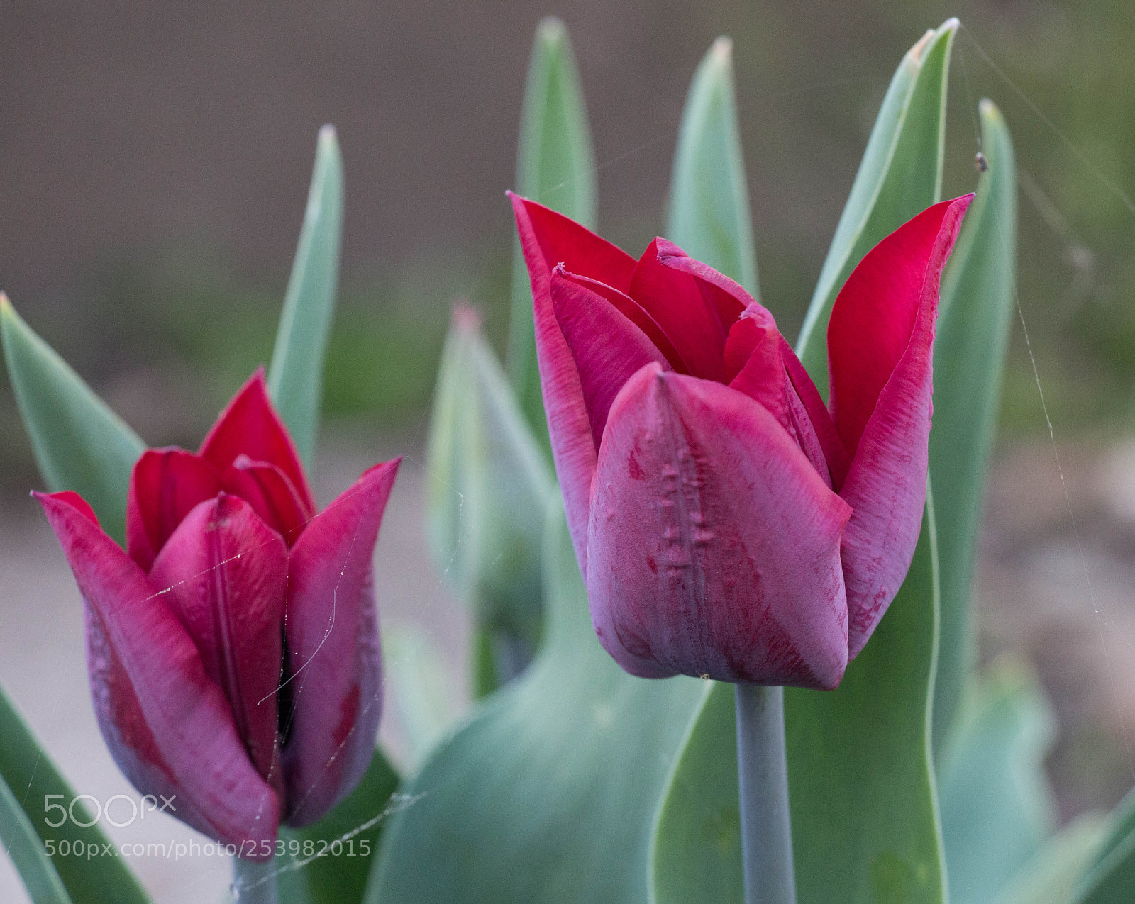 Canon EOS 650D (EOS Rebel T4i / EOS Kiss X6i) sample photo. Tulpe 2 photography