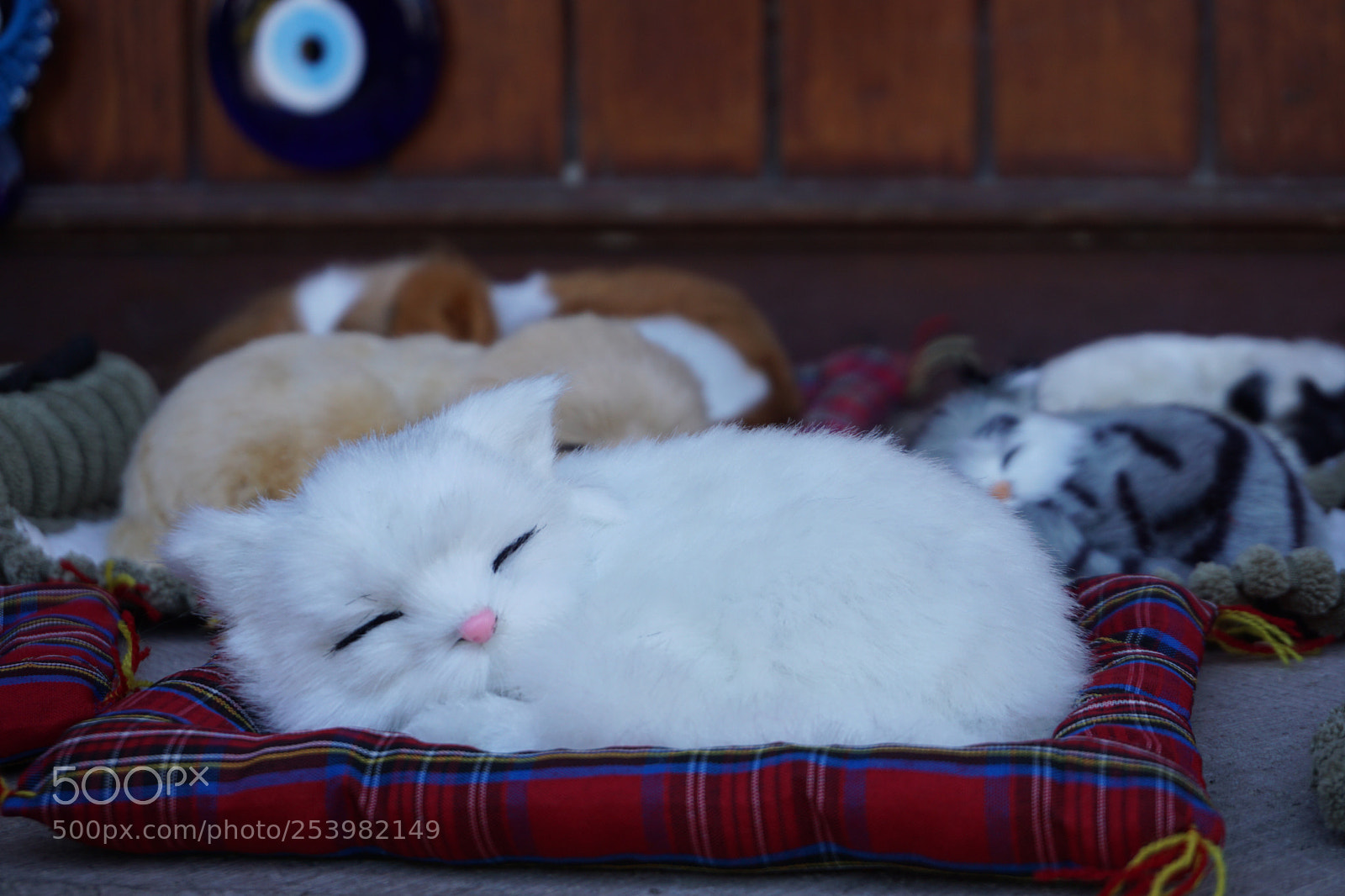 Sony a6000 sample photo. Tiny cute  photography