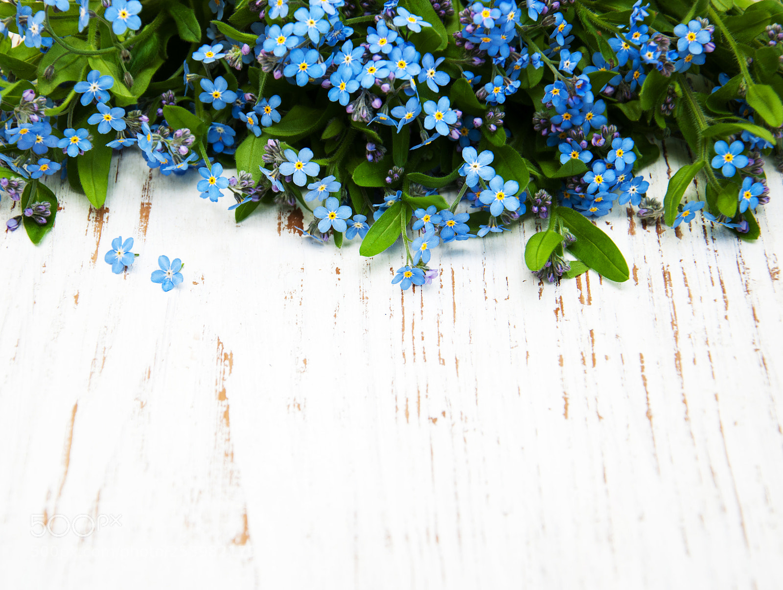 Nikon D90 sample photo. Forget-me-nots flowers photography