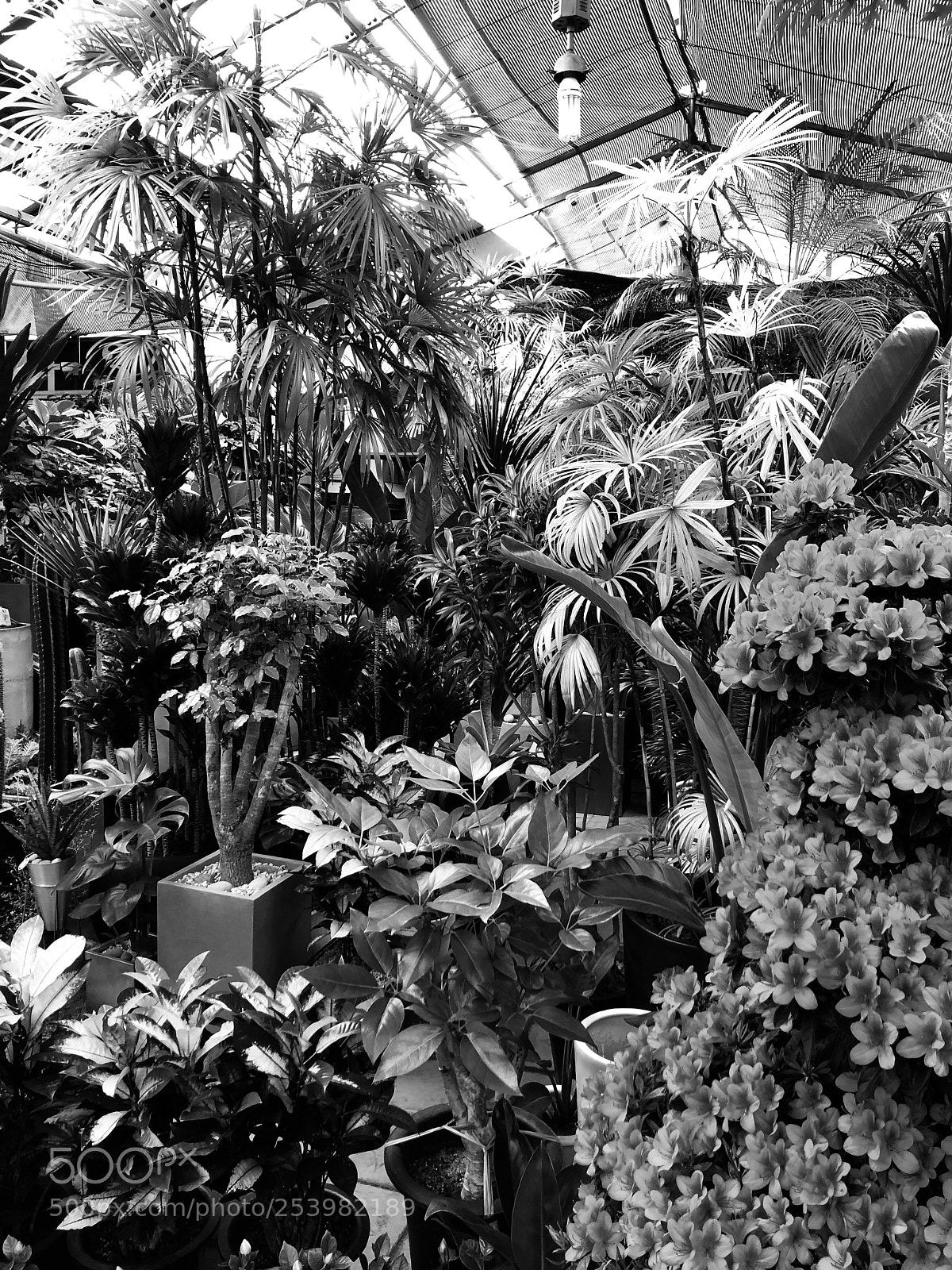 Apple iPhone 8 sample photo. Botanical market photography