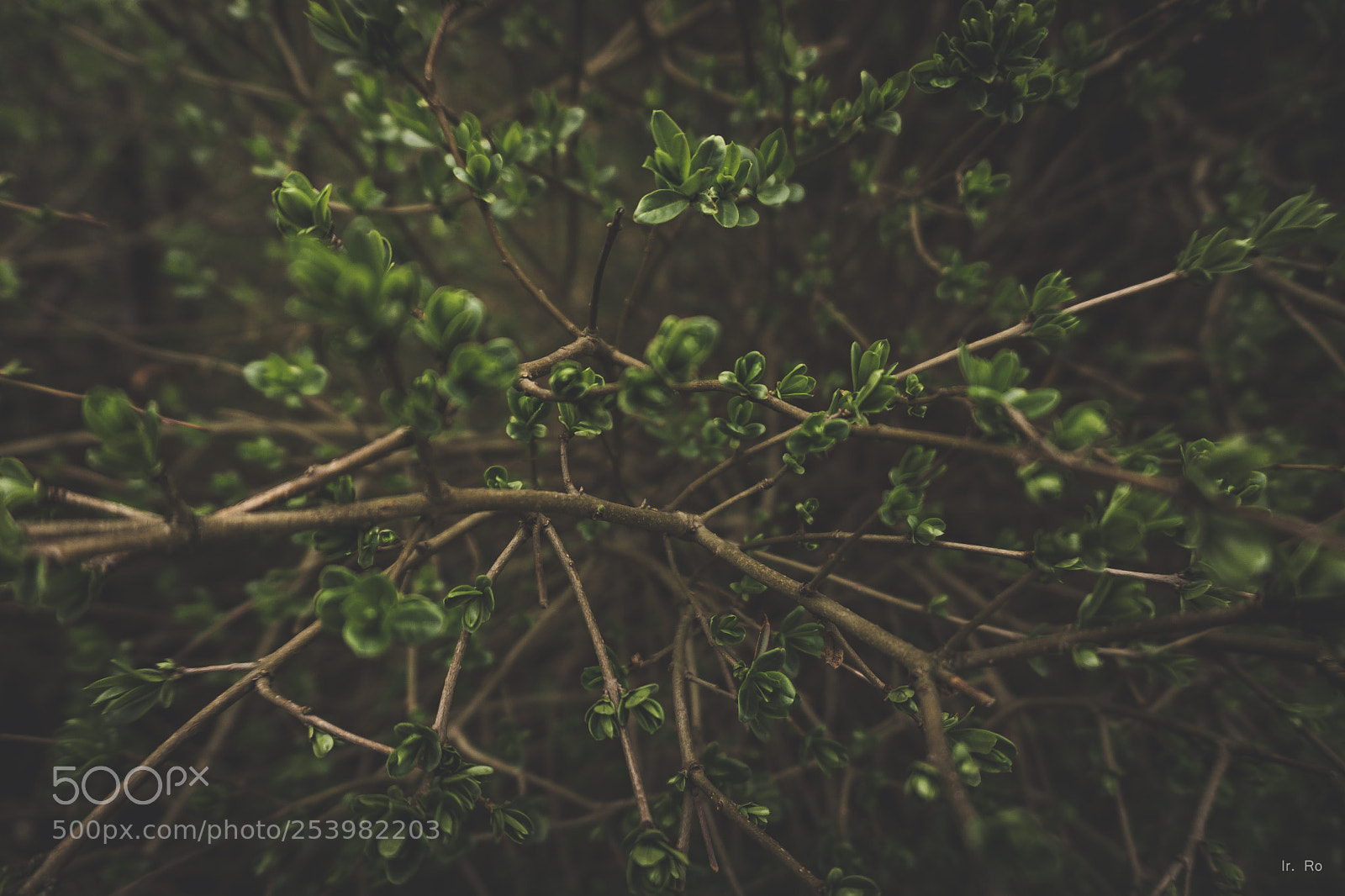 Sony a6000 sample photo. First leaves photography