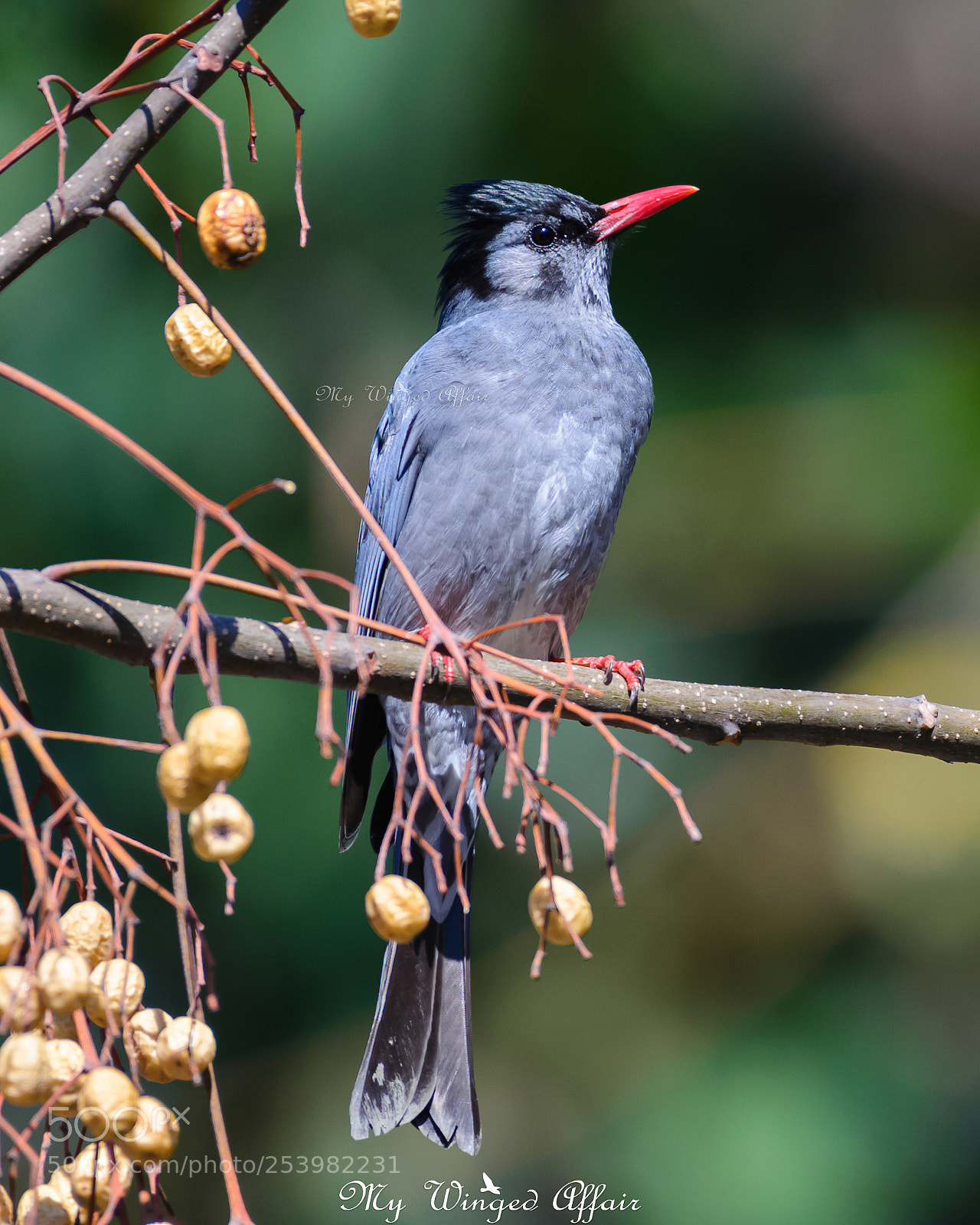 Nikon D610 sample photo. Himalayan black bulbul photography