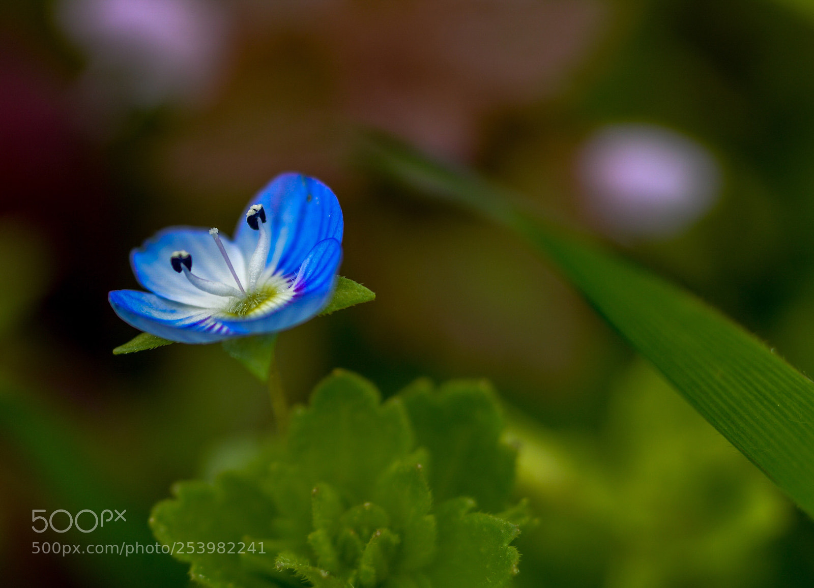 Nikon D610 sample photo. Untitled photography