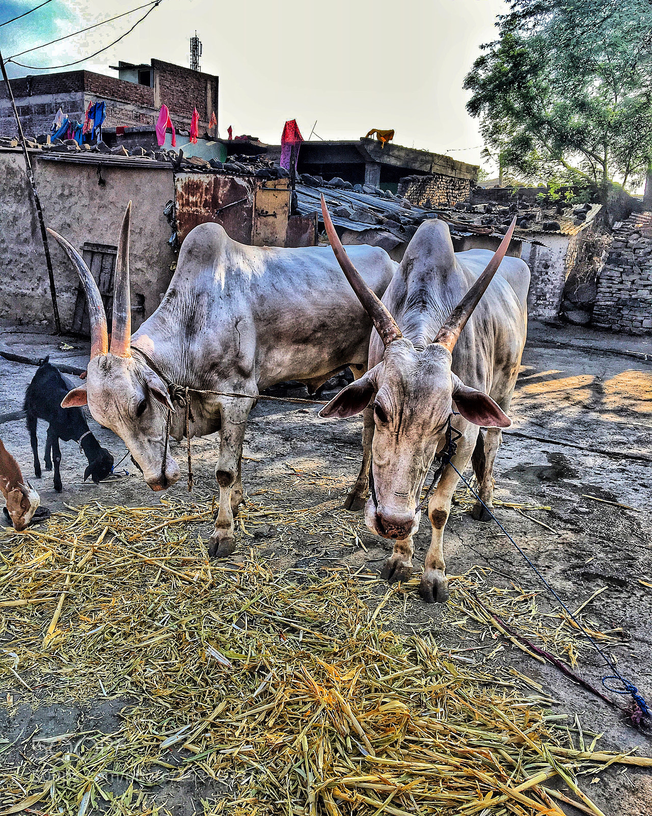 Apple iPhone 6s sample photo. Img photography