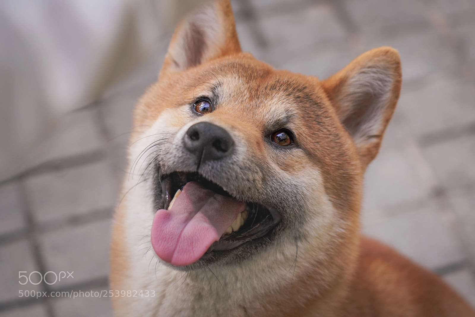 Sony a7R III sample photo. Happy shiba photography