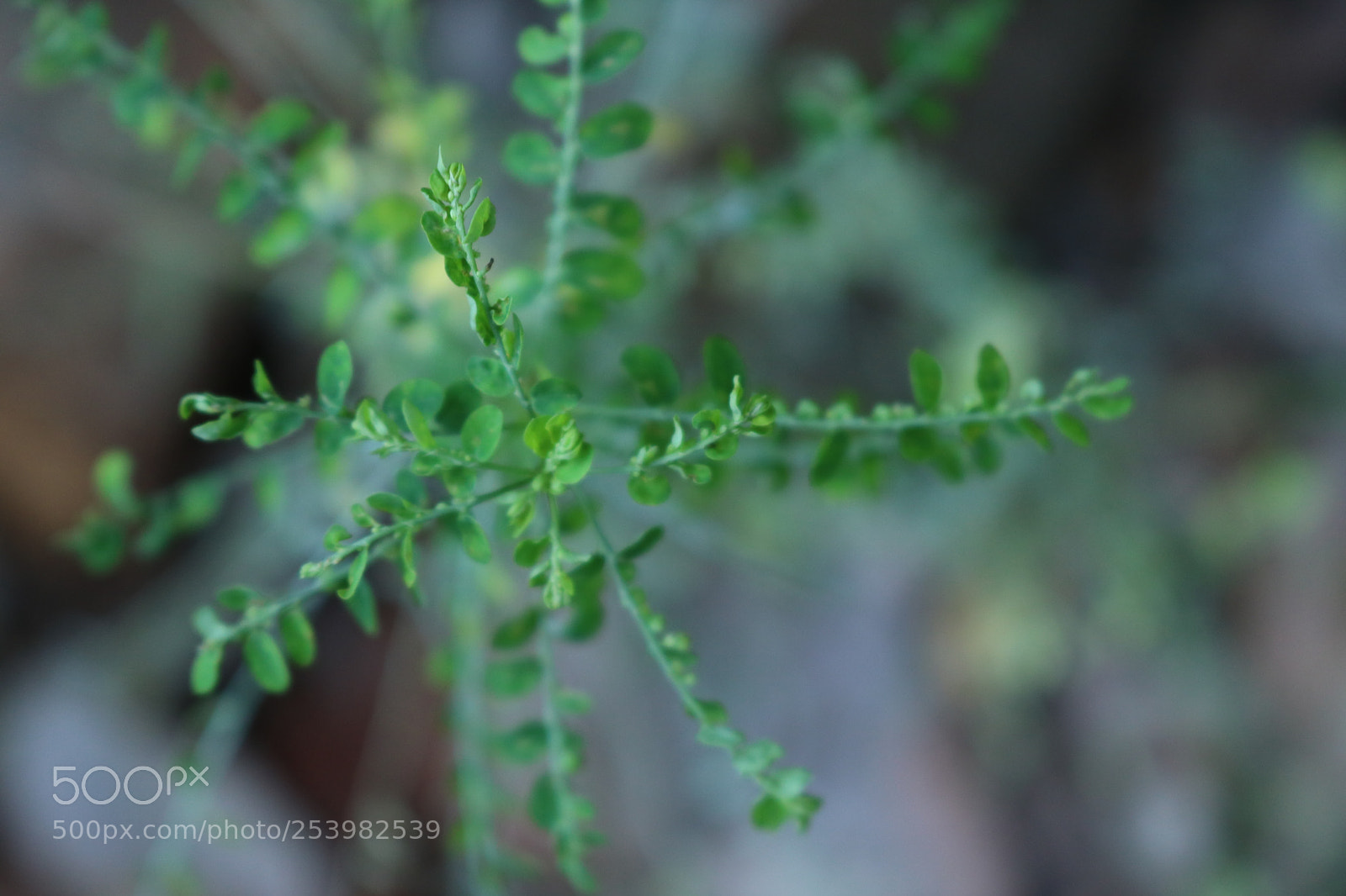 Canon EOS 750D (EOS Rebel T6i / EOS Kiss X8i) sample photo. Phyllanthus urinaria photography