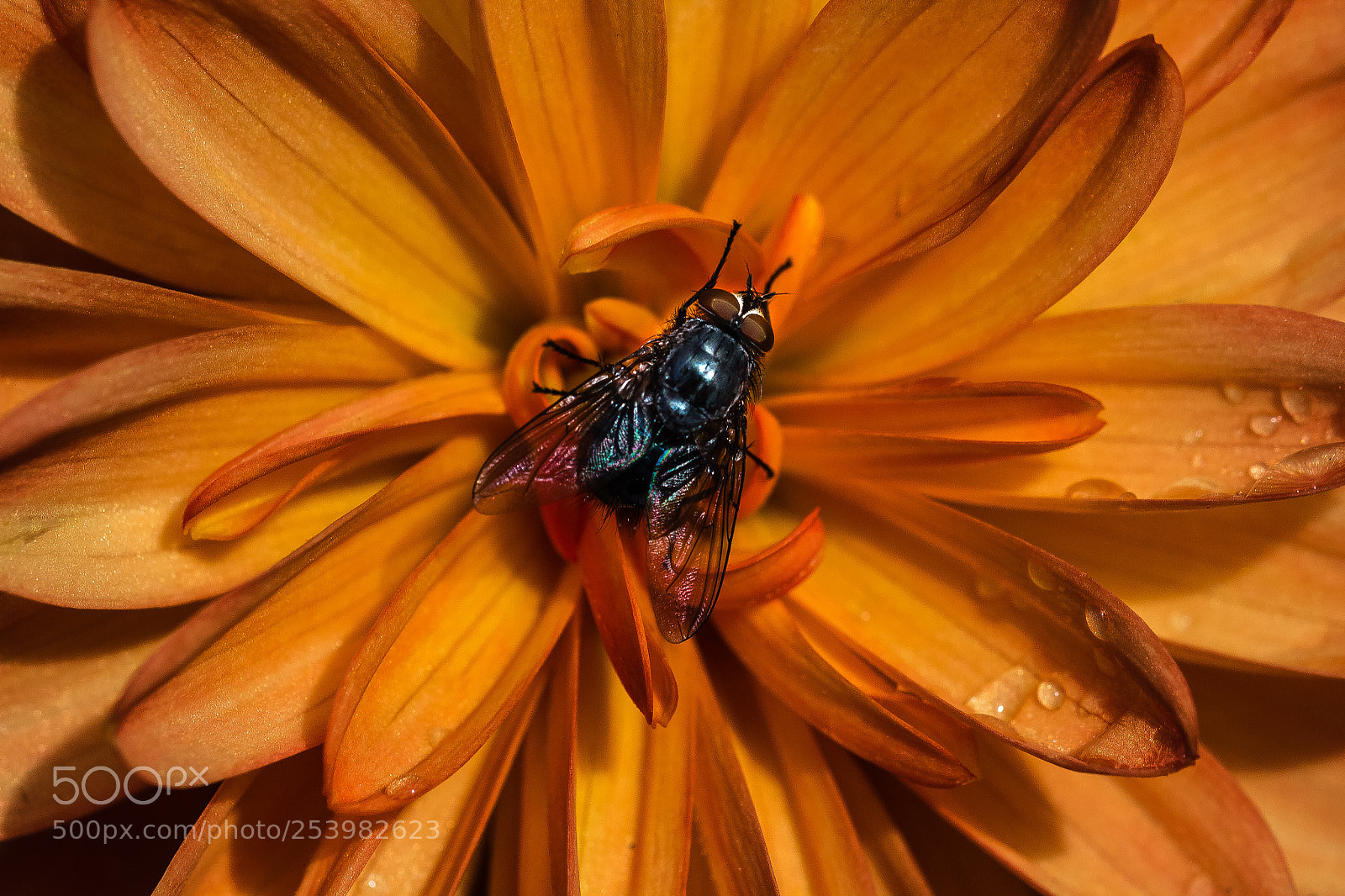 Canon EOS 60D sample photo. Fly photography