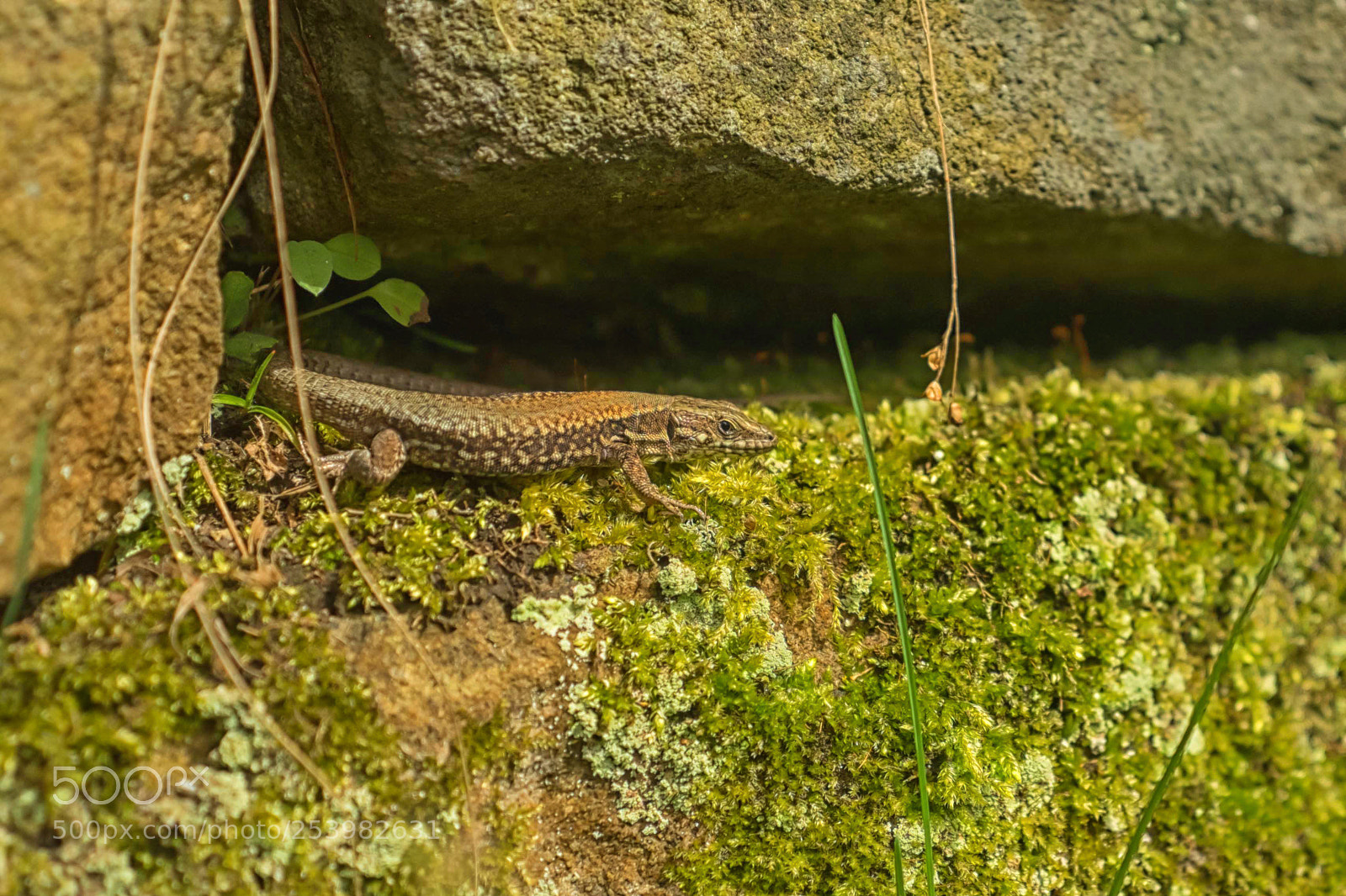 Fujifilm X-T1 sample photo. Gecko photography