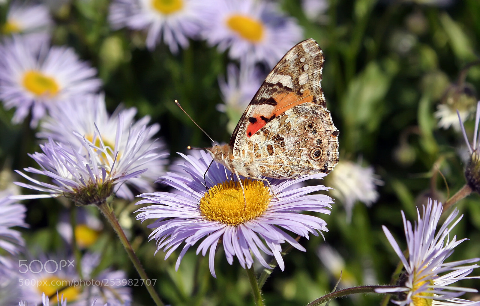 Canon EOS 350D (EOS Digital Rebel XT / EOS Kiss Digital N) sample photo. Butterfly photography