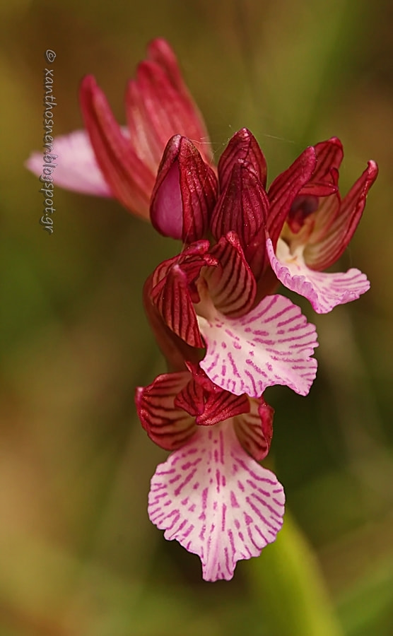 Tamron SP AF 180mm F3.5 Di LD (IF) Macro sample photo. Anacamptis papilionacea photography