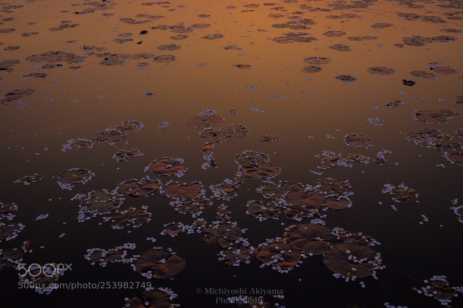 Fujifilm X-T1 sample photo. Pond of the evening photography
