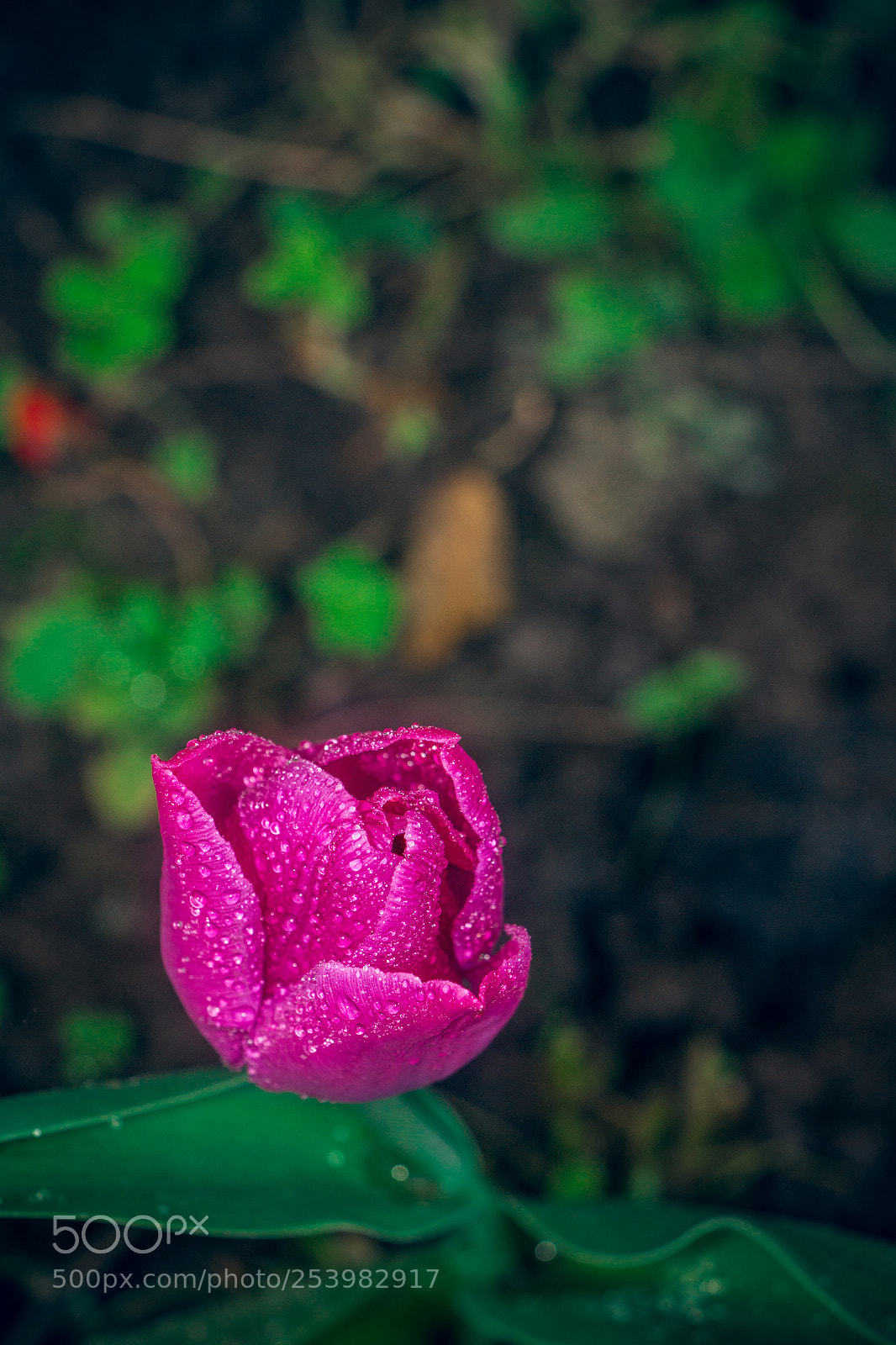 Canon EOS 70D sample photo. Lalea photography