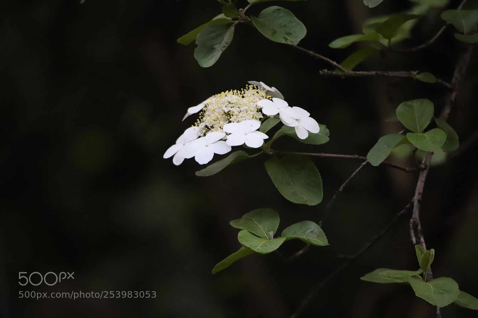 Canon EOS 6D Mark II sample photo. 琼花 photography