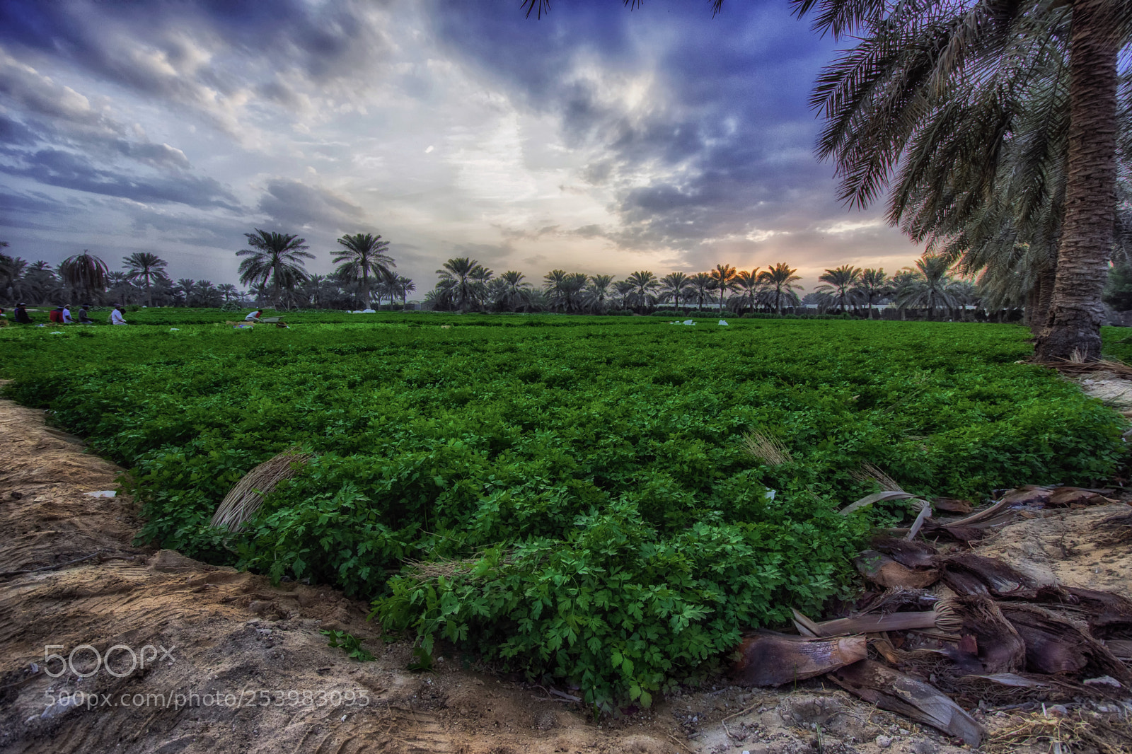 Nikon D7200 sample photo. Sun set photography