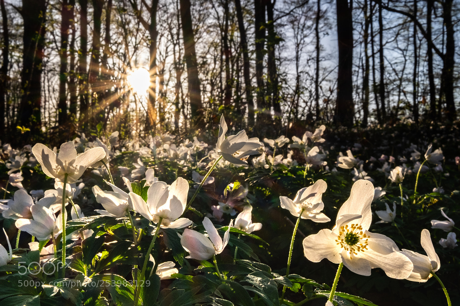 Fujifilm X-T1 sample photo. Sunset light photography