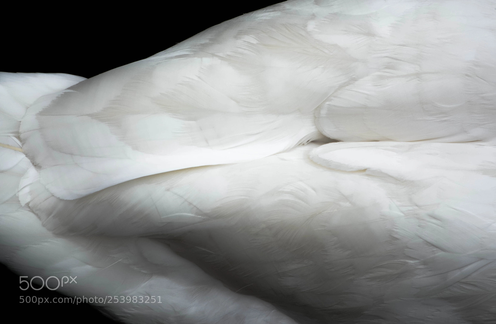Nikon D7100 sample photo. Swan 2 wings photography