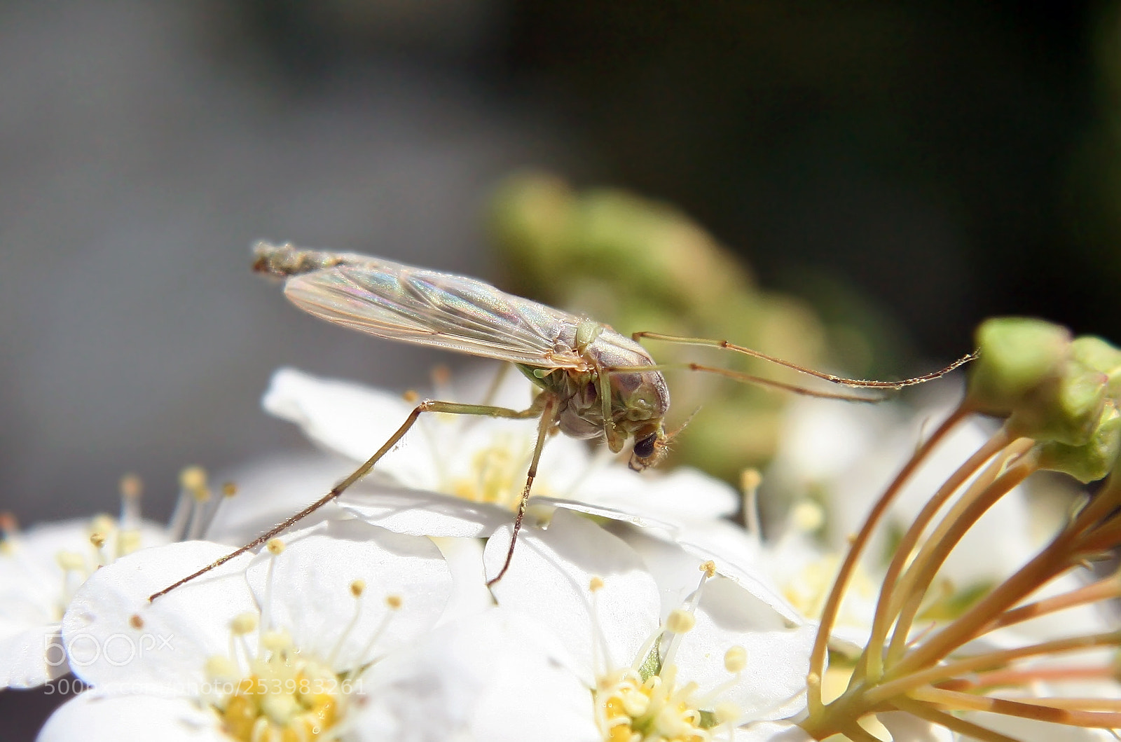 Canon EOS 350D (EOS Digital Rebel XT / EOS Kiss Digital N) sample photo. Mosquito photography