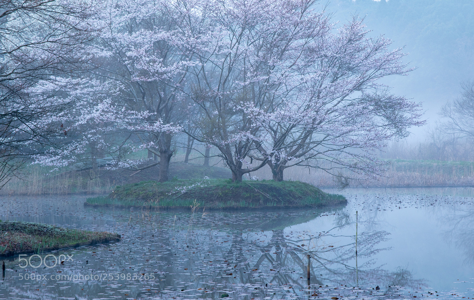 Canon EOS 7D Mark II sample photo. 早朝桜 photography