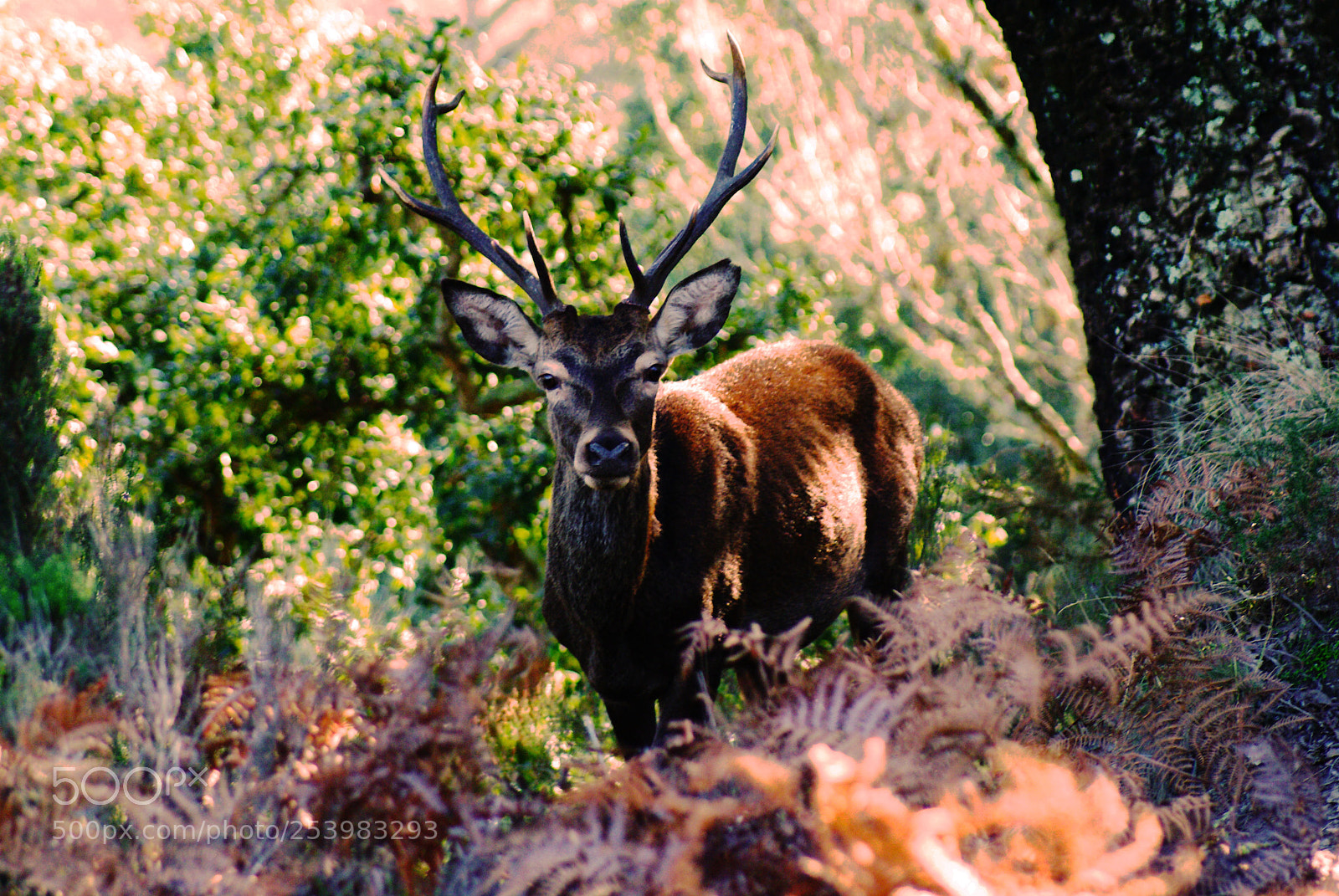 Sony Alpha DSLR-A100 sample photo. Morning in the forest photography
