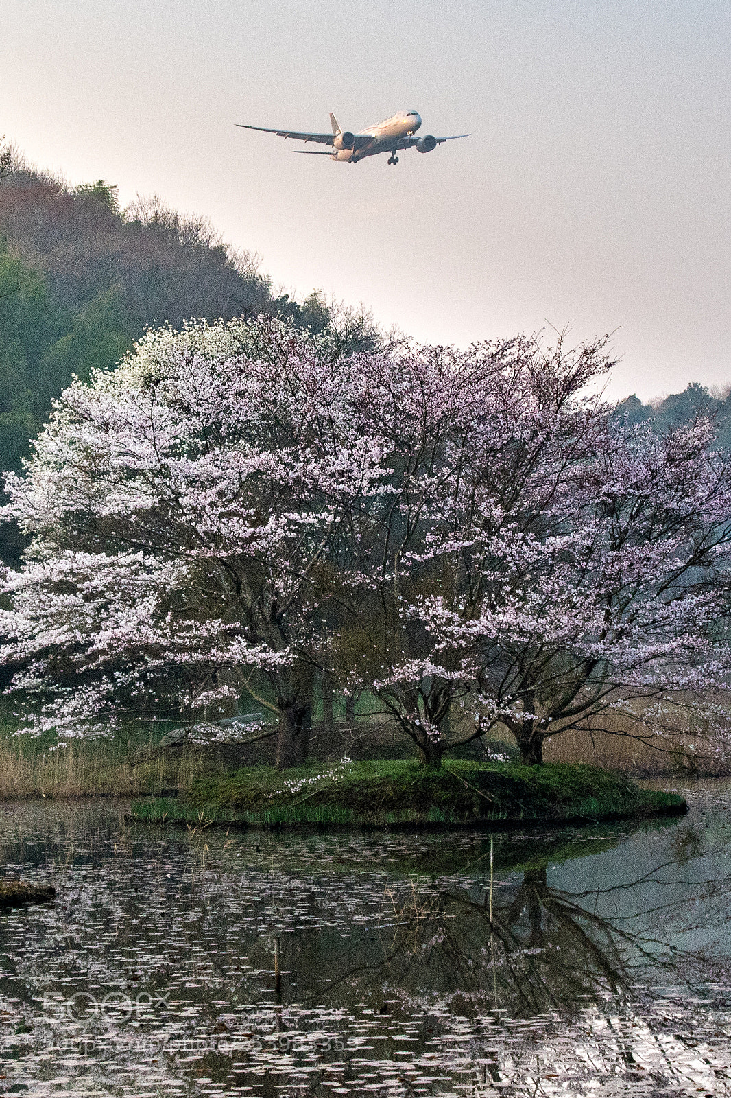 Canon EOS 7D Mark II sample photo. 桜と飛行機 photography