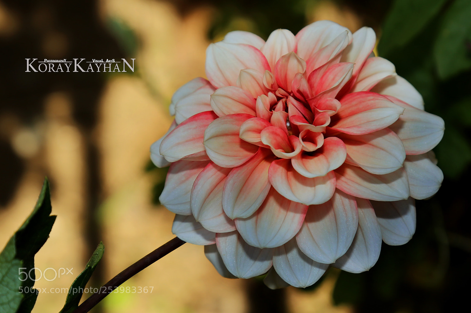 Canon EOS 6D sample photo. Dahlia flower photography