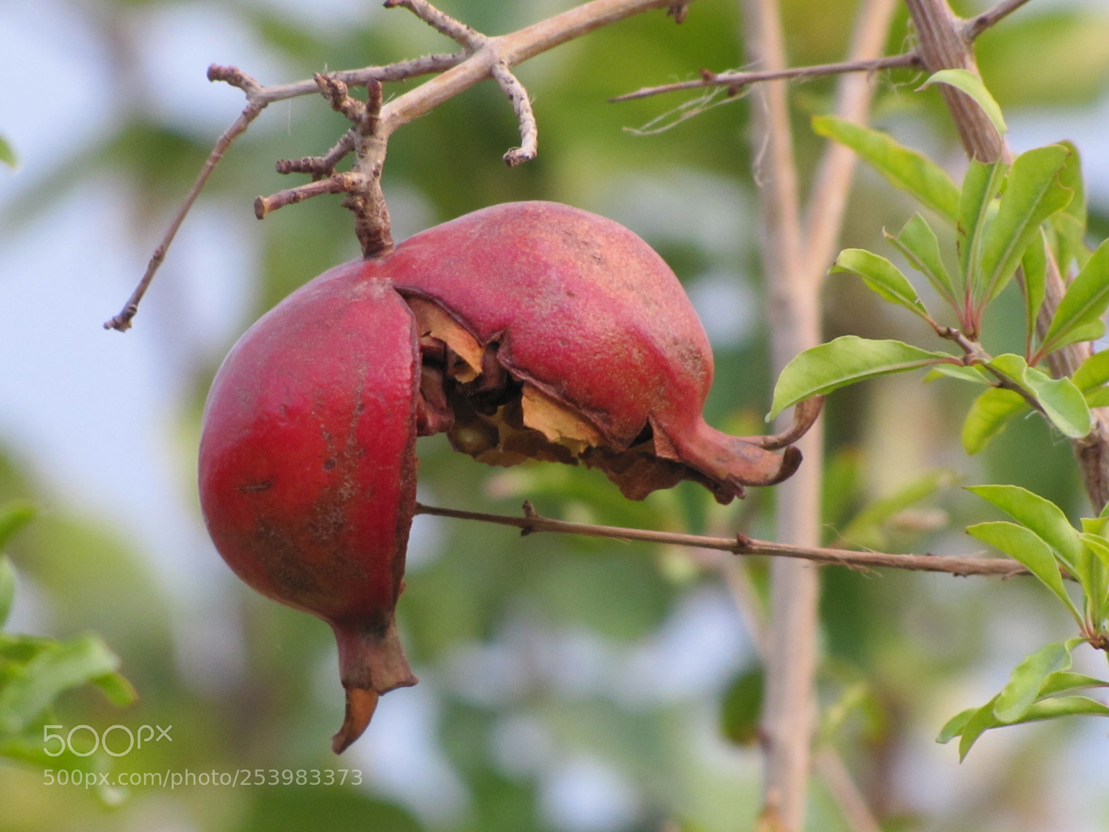 Canon PowerShot SX20 IS sample photo. Pomegranate photography