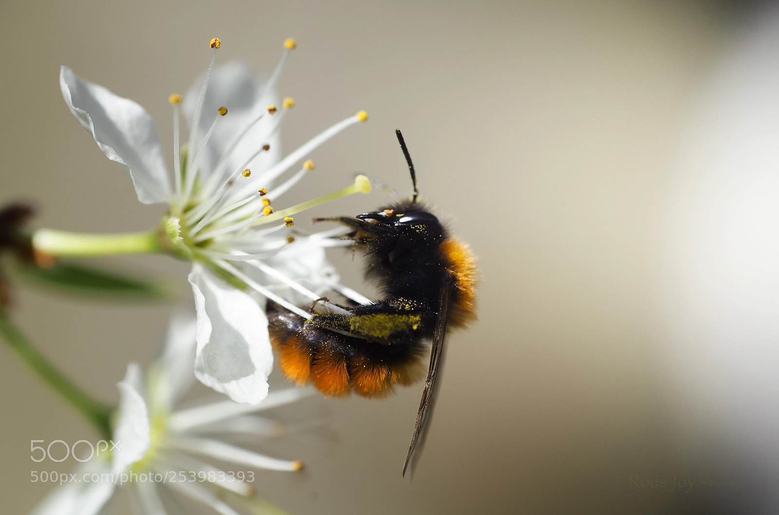 Nikon D5100 sample photo. Yes the bzzzzzz are photography