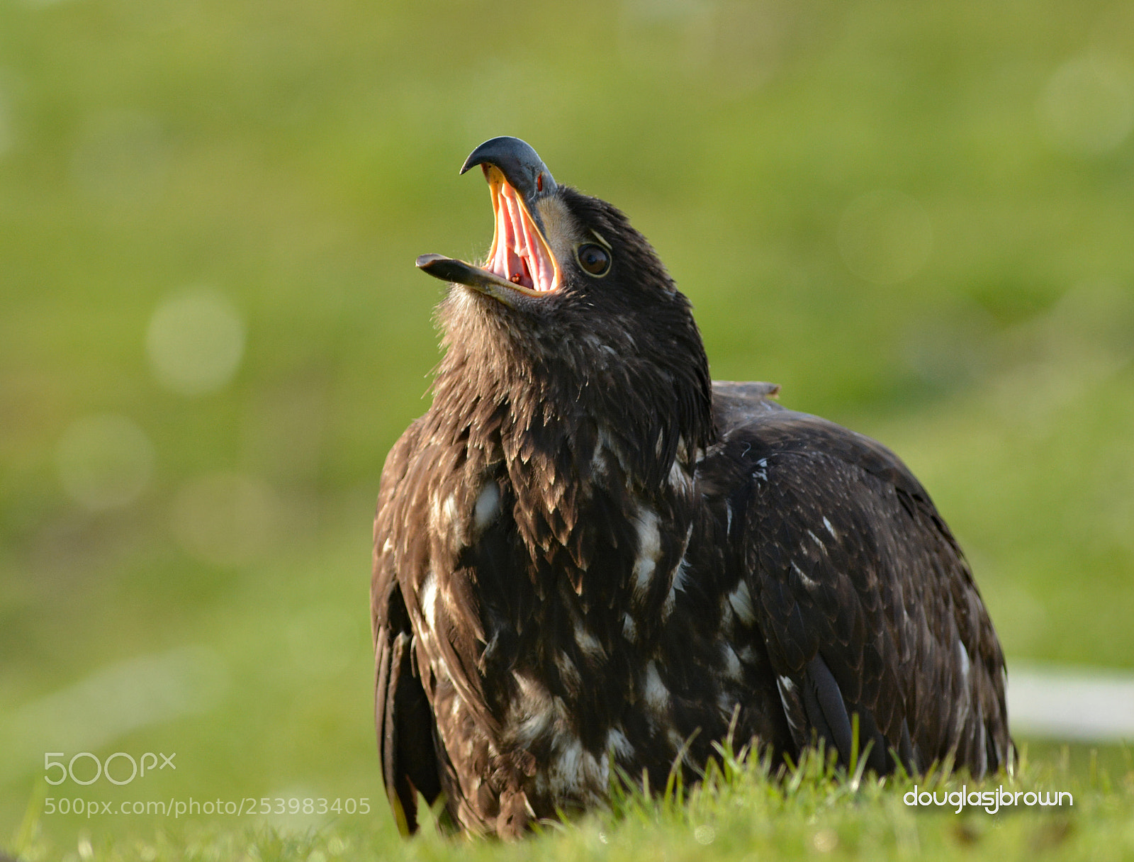 Nikon D7100 sample photo. Juvenil bald eagle photography