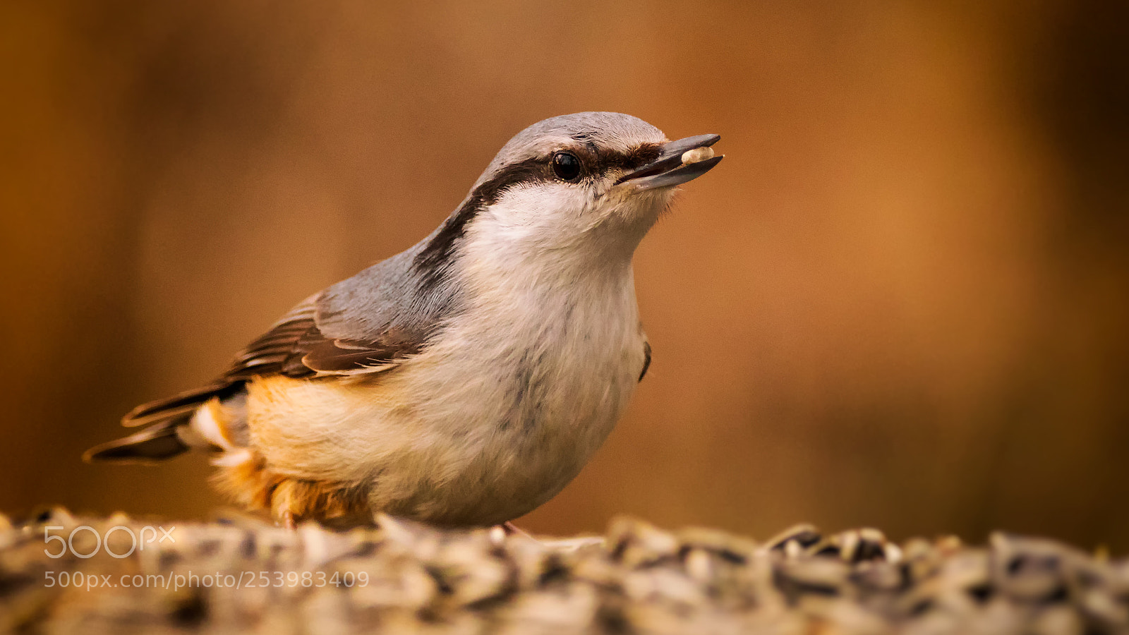 Canon EOS 80D sample photo. Nuthatch photography