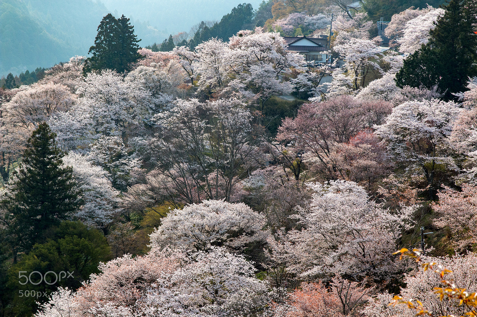Canon EOS 70D sample photo. 山桜 photography