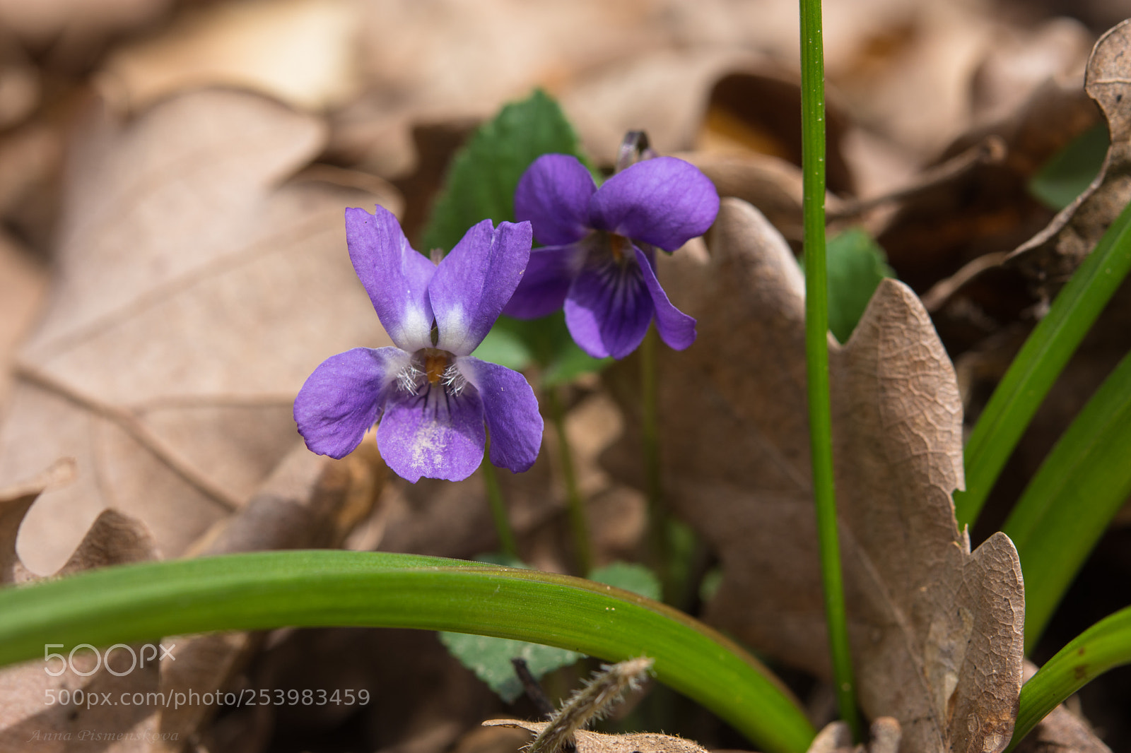 Nikon D7200 sample photo. Violet forest photography