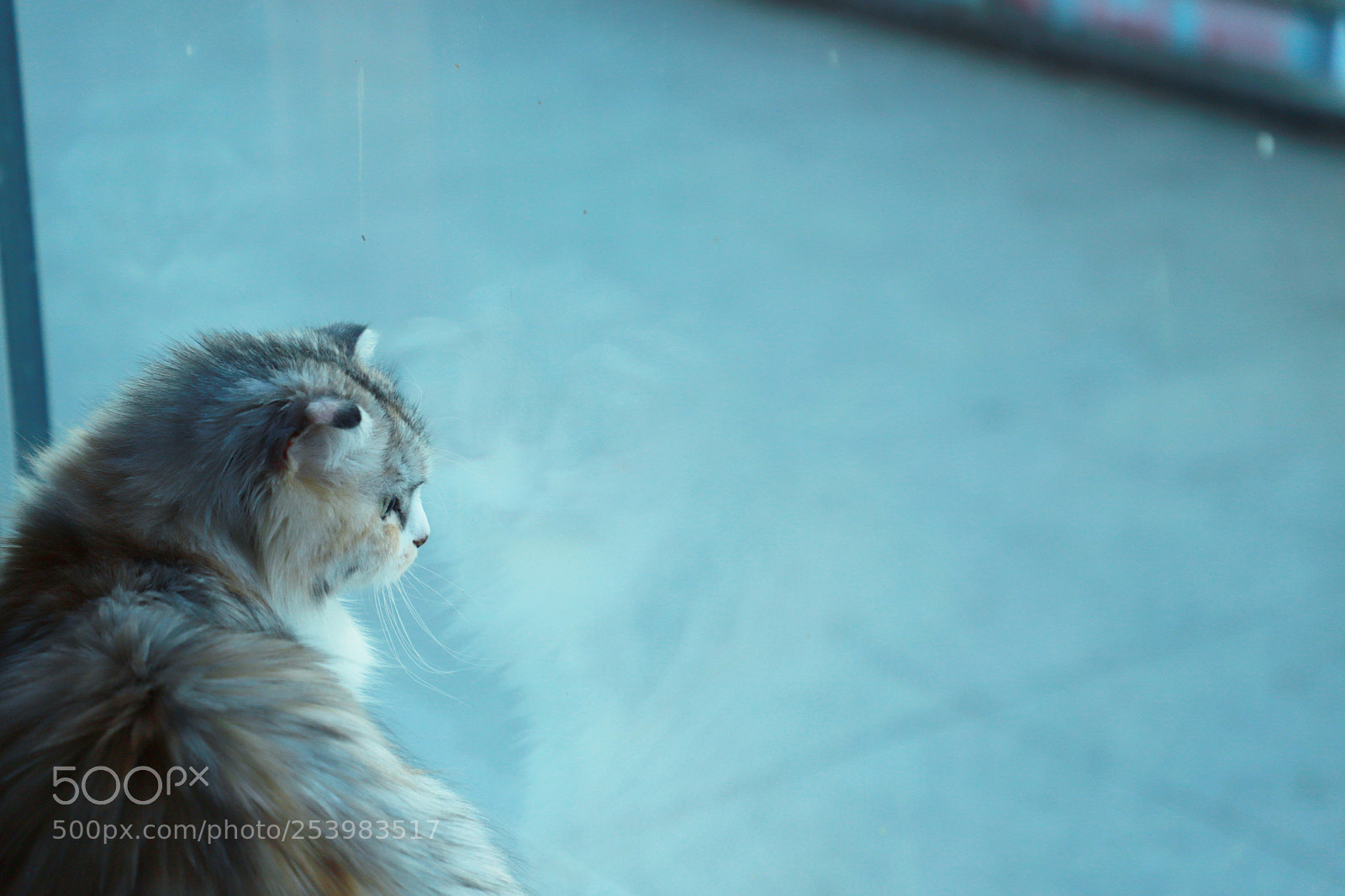 Canon EOS 6D Mark II sample photo. Cat photography