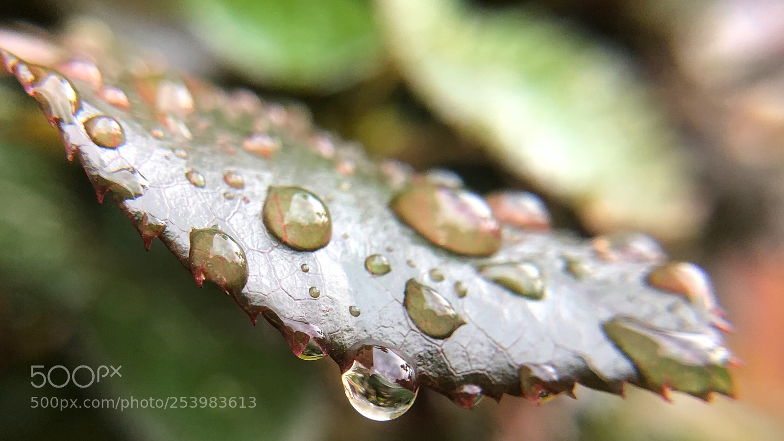 Apple iPhone X sample photo. Pluie de printemps  photography