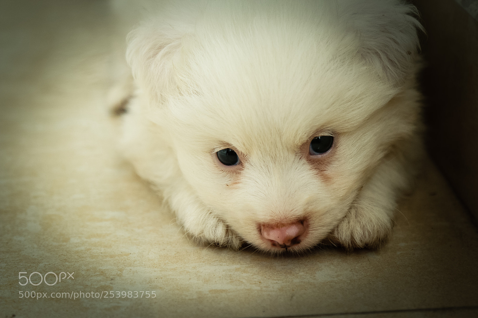 Canon EOS 70D sample photo. My pet photoshoot photography