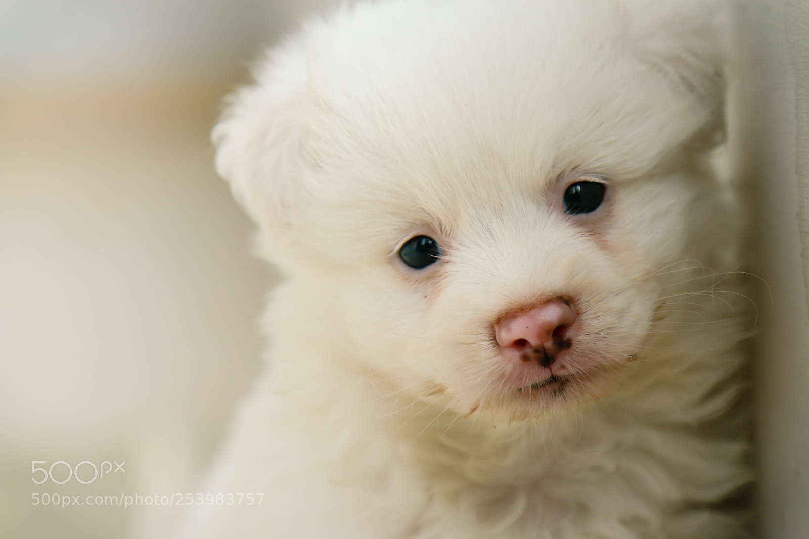 Canon EOS 70D sample photo. My pet photoshoot photography