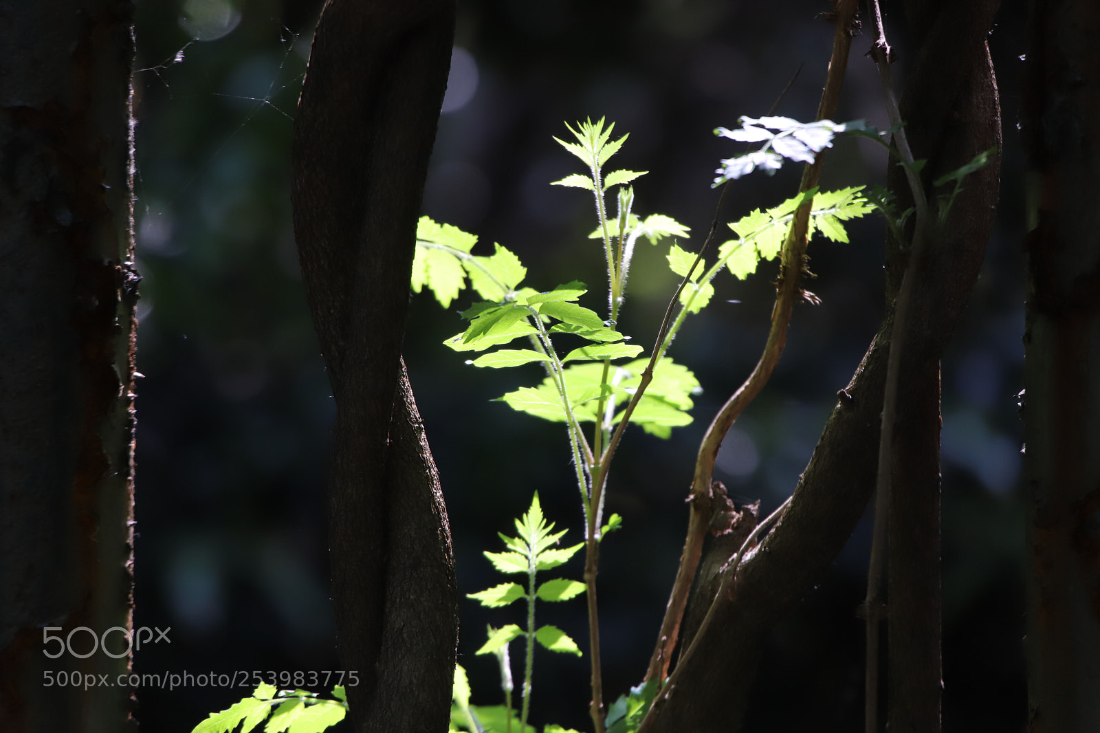 Canon EOS 6D Mark II sample photo. Untitled photography