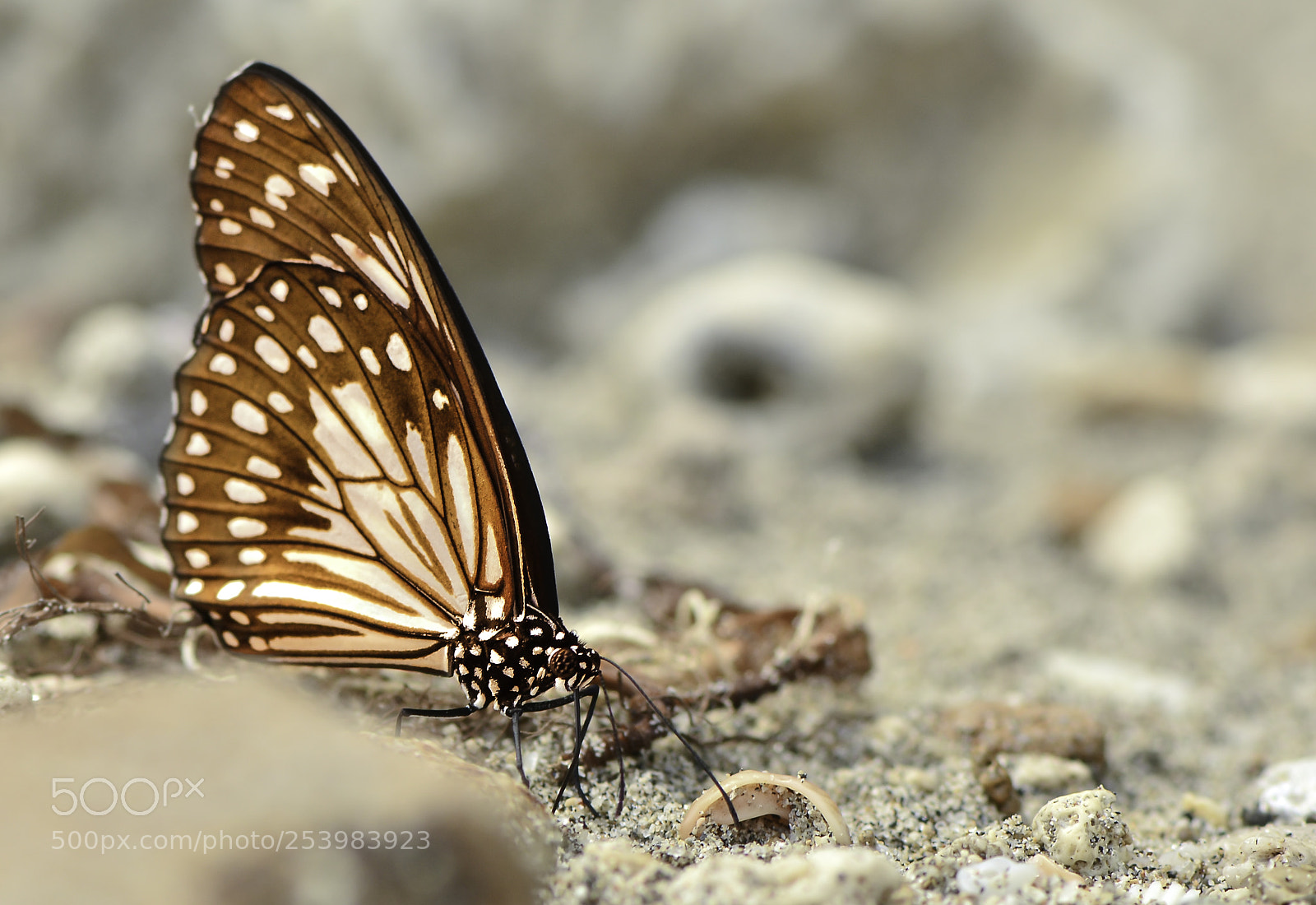 Nikon D5100 sample photo. Butterfly photography