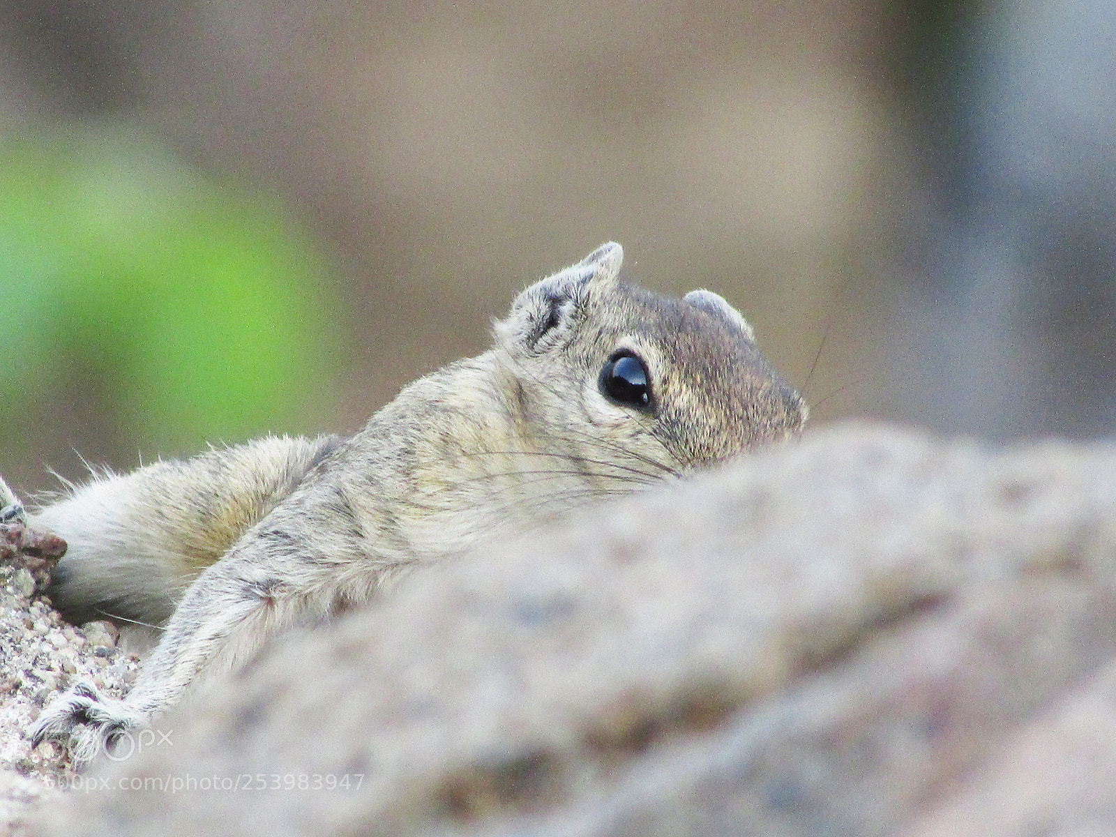 Canon PowerShot SX400 IS sample photo. Squirrel photography
